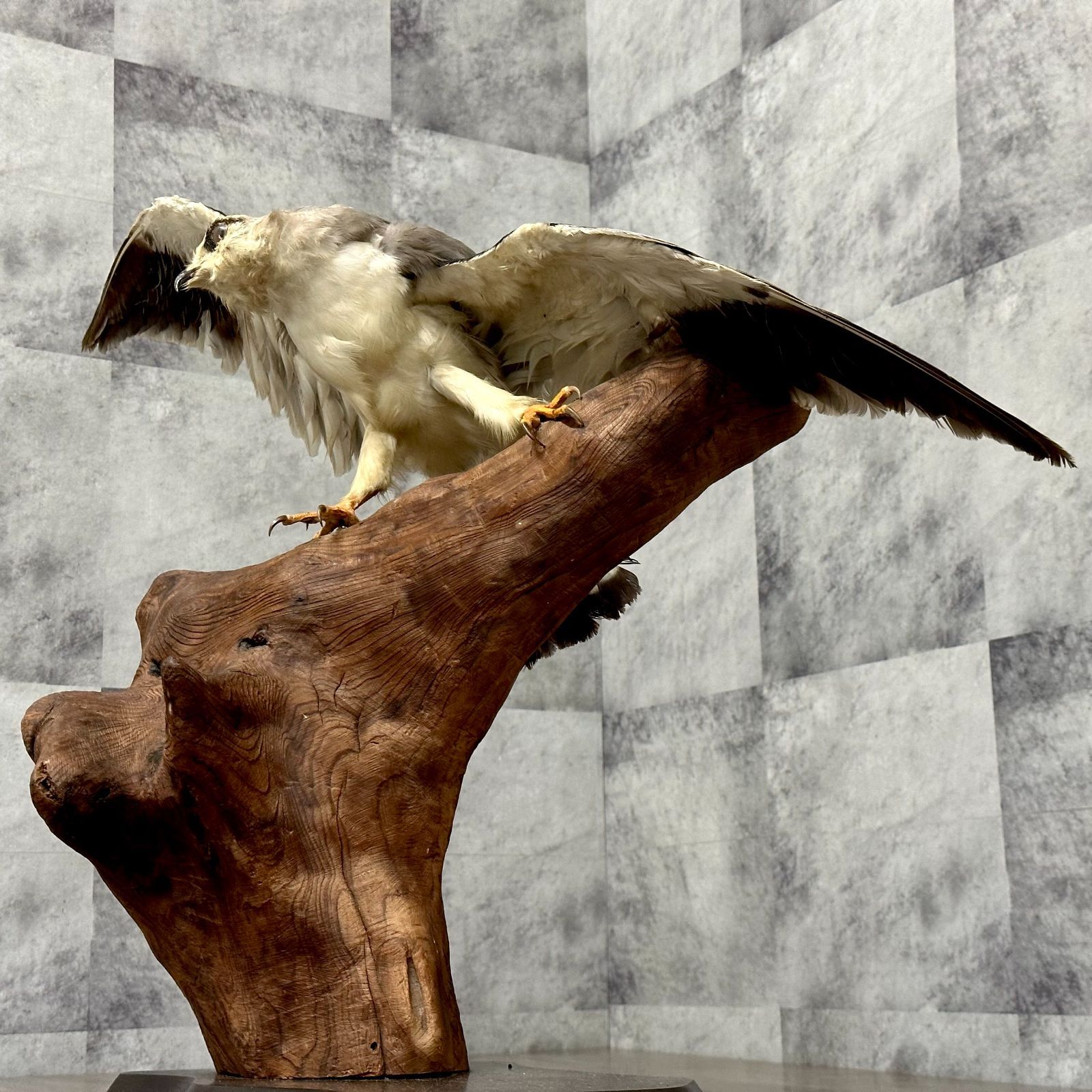 トンビ トビ 剥製 はく製 鳶 カタグロトビ インテリア リユース品