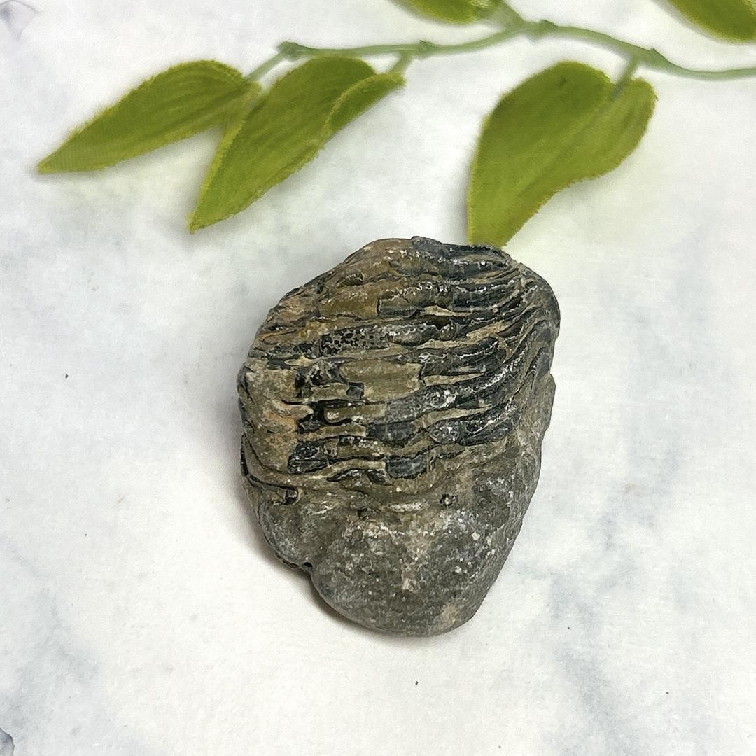 E12466】三葉虫 古生代デボン紀 化石 モロッコ 化石標本 - メルカリ