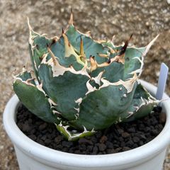 アガベ パラサナ錦 ファイヤーボール 大株 - メルカリ