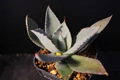 2026年最新】トランカータ 実生の人気アイテム - メルカリ