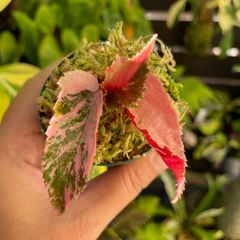 希少 美斑】 コロカシア ファーストピンク colocasia first pink