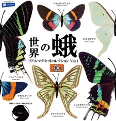 イザベラミズアオ スペイン産 ペア 標本箱付き イザベラミズアオ