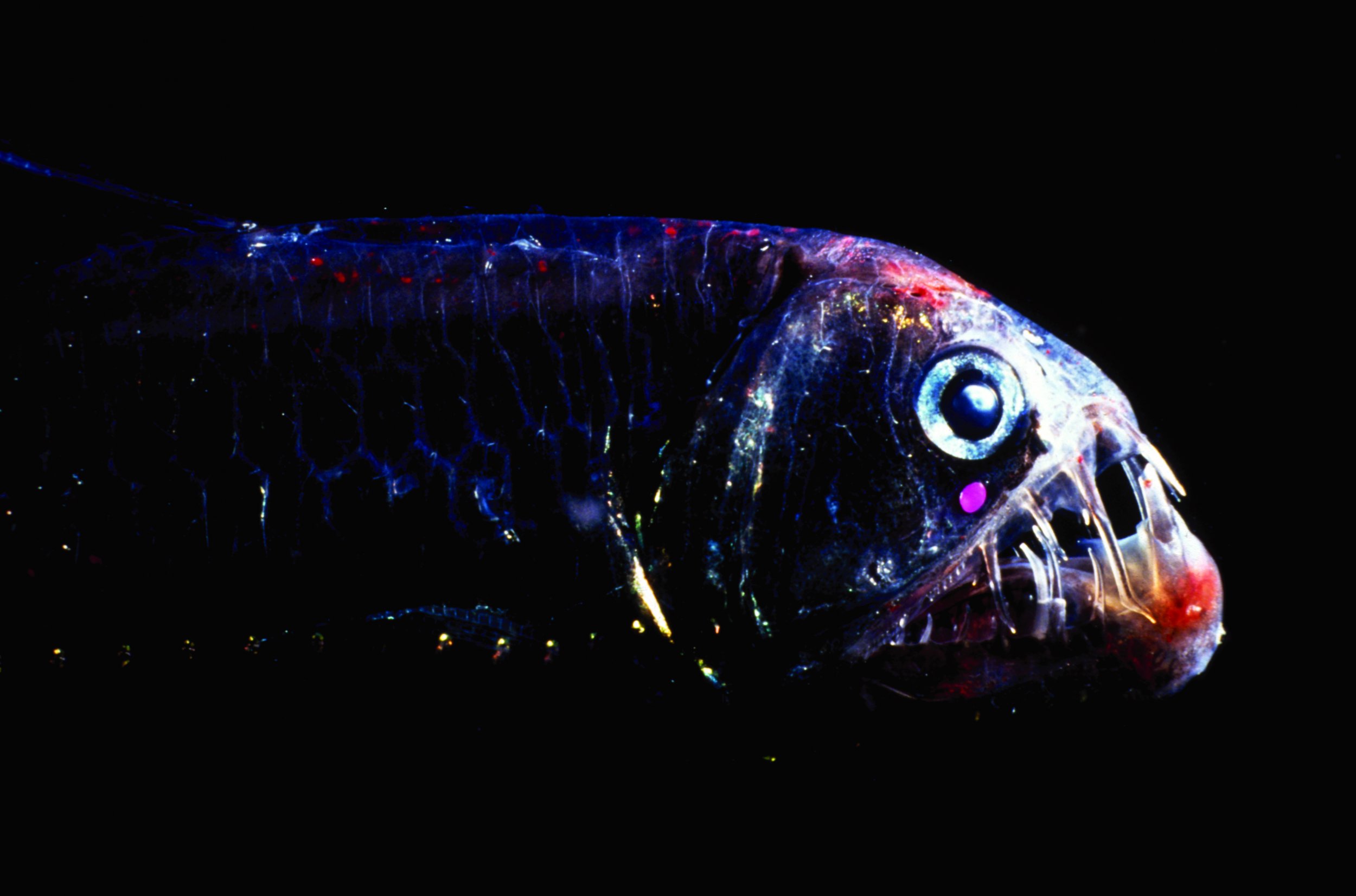 Deep-Sea Fish Living in Almost Total Darkness 1000s of Feet Below