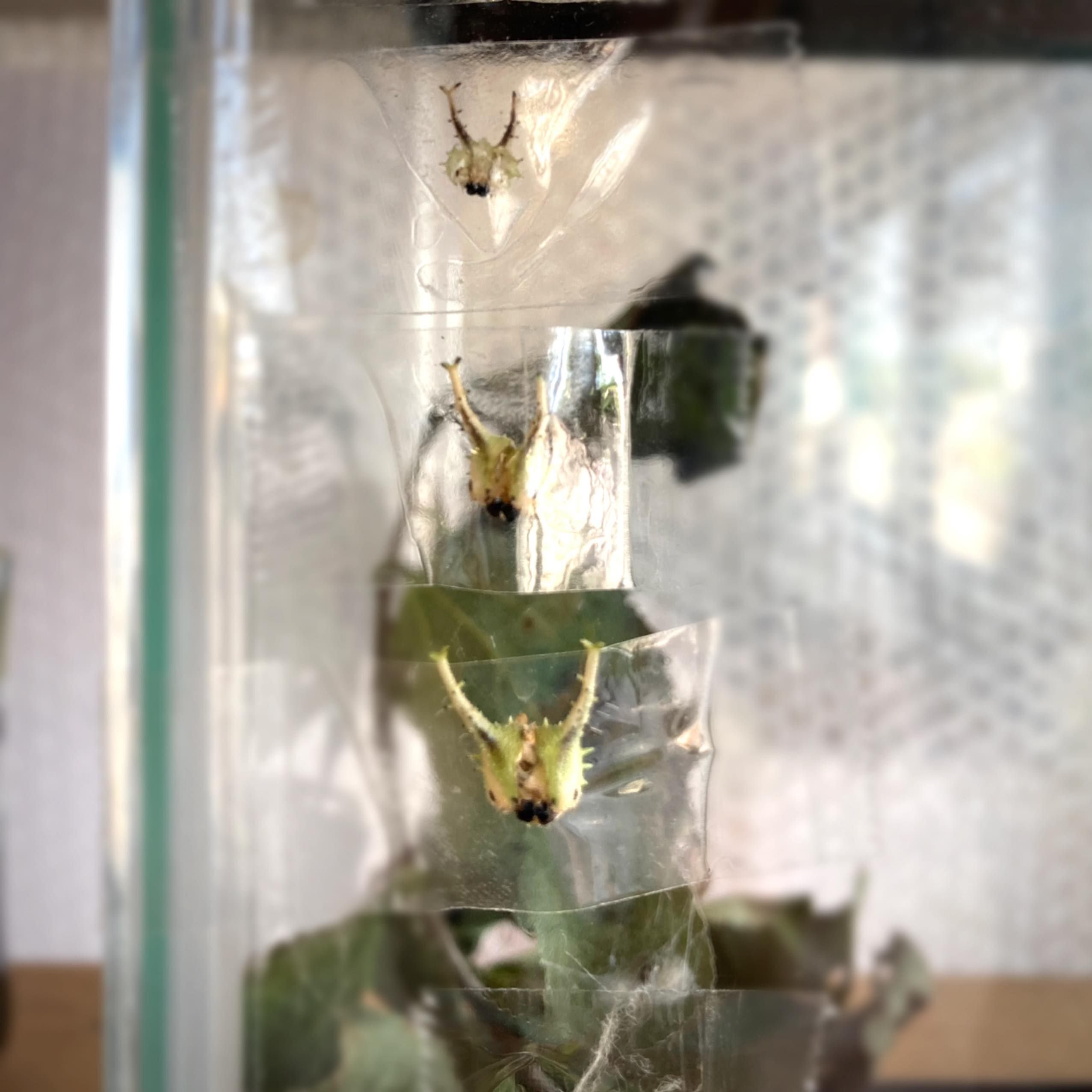 J*e様 モルフォオオムラサキ；1頭♂（飼育） カ*ボ様 モルフォ