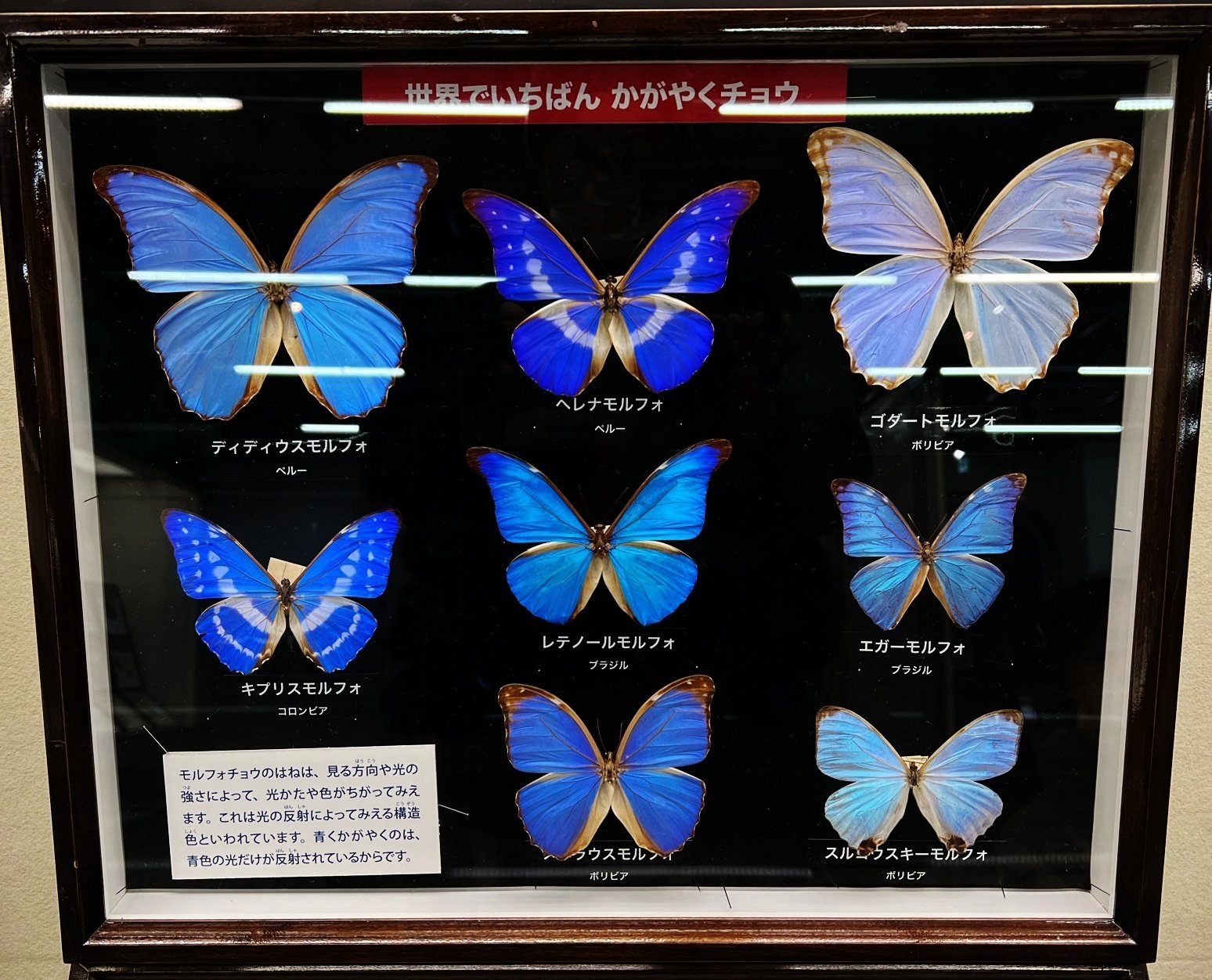 耳もとに神秘的な蝶のきらめき「モルフォイヤアクセサリー