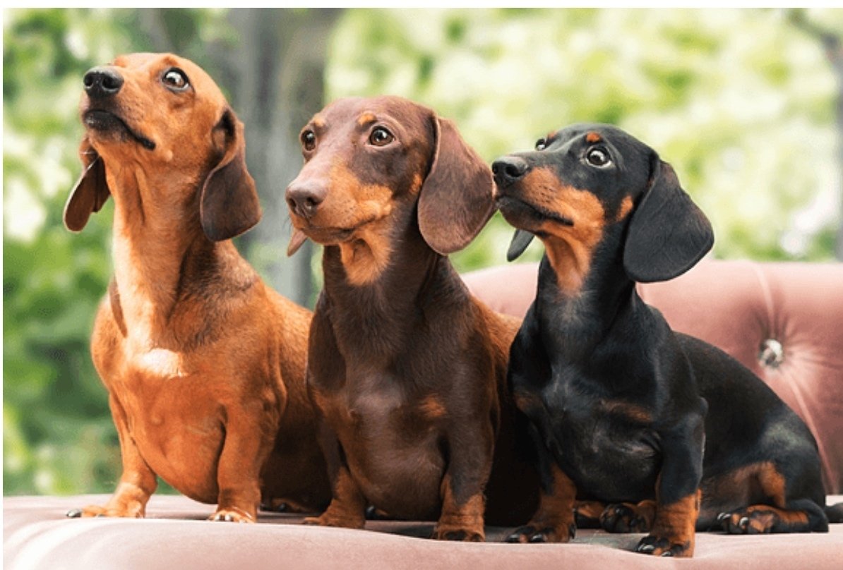 ち*♪様 木彫り ダックスフント(レッド) 【公式通販】