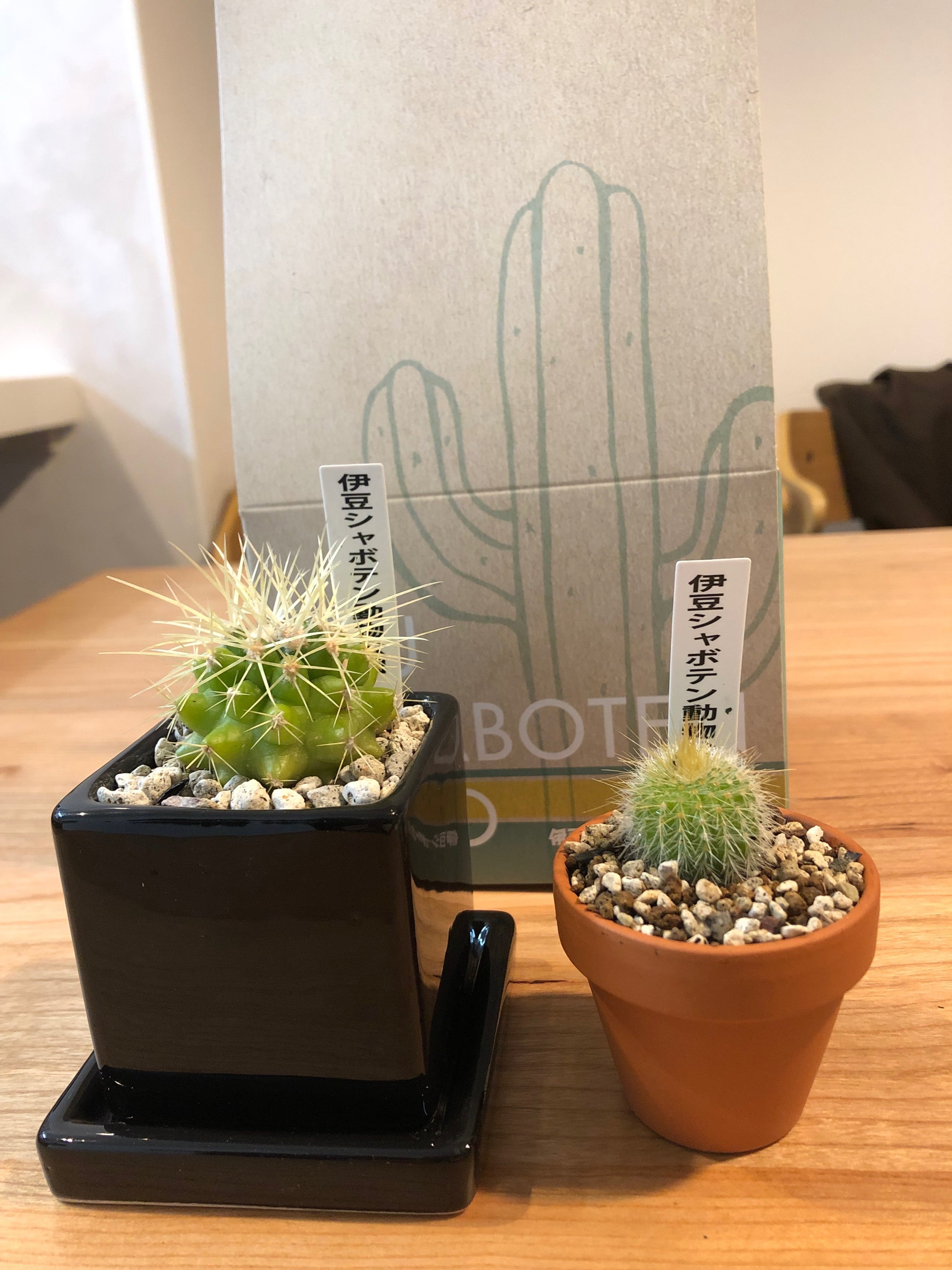 我が家のミニサボテン成長記録（金鯱・金晃丸）｜もぐ