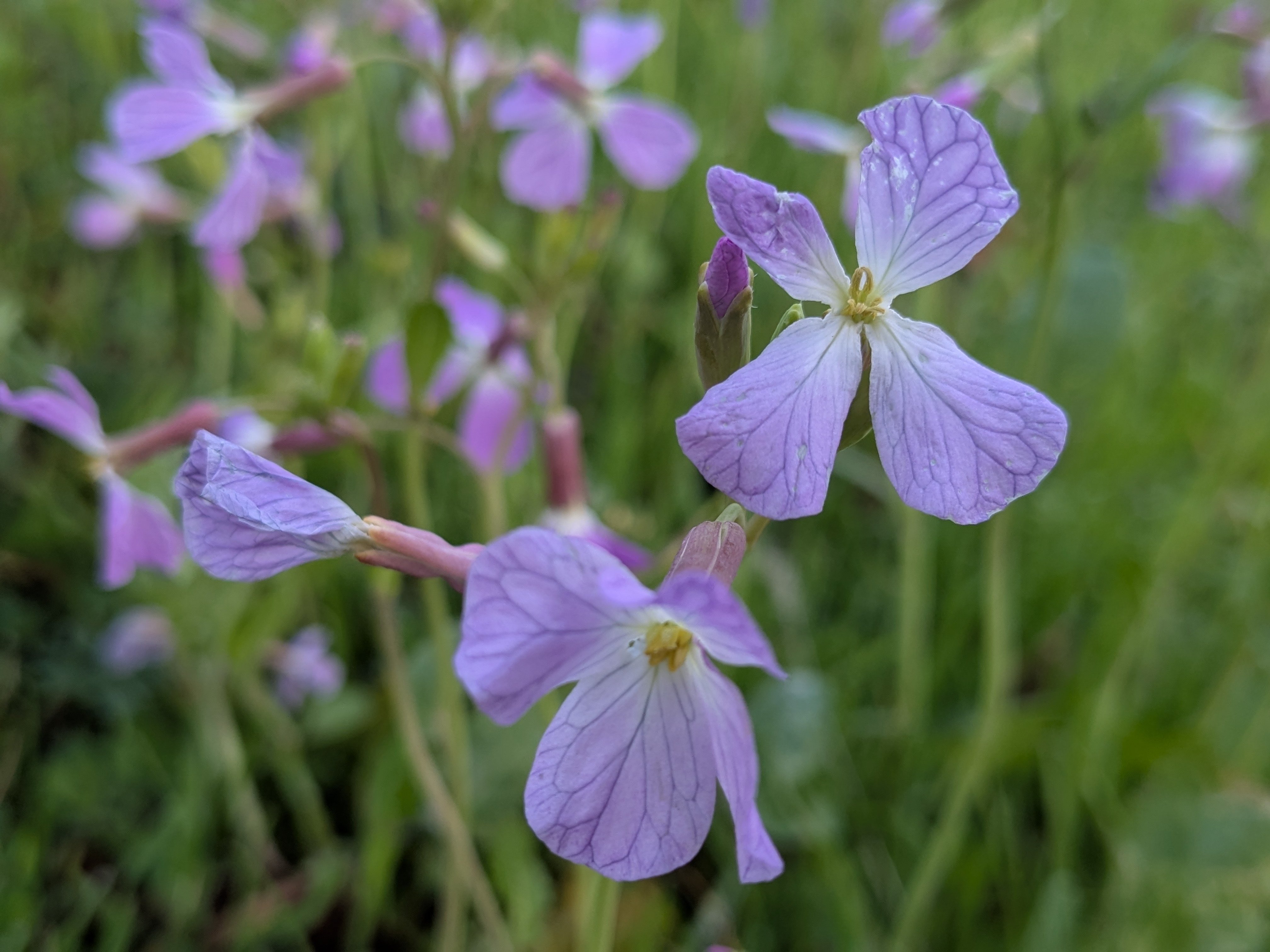 アクリル画 海と花が見える窓 浜ダイコンの花が咲く浜辺 アクリル画 海
