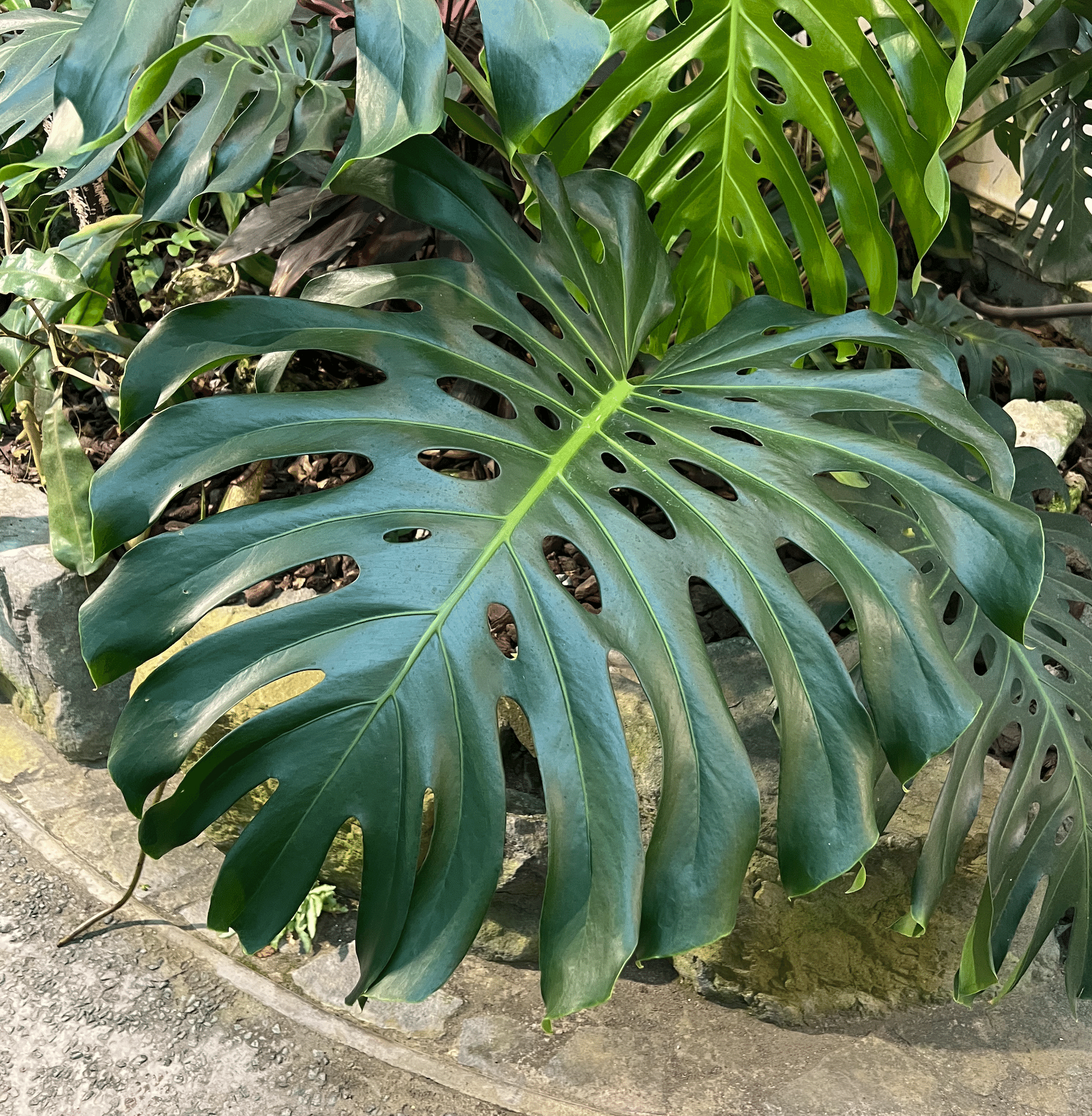 徹底リサーチ】モンステラ・デリシオーサ・ホワイトモンスター｜天津