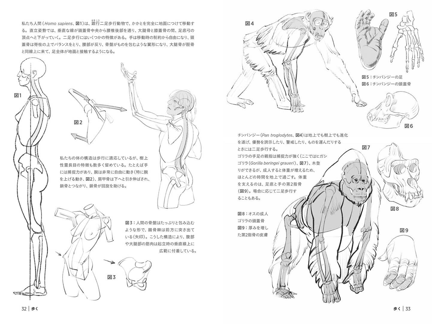 美術書担当編集が解説！ 『モルフォ人体デッサンシリーズ』特集