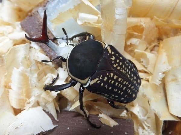 ハリスサスマタカナブンの飼育記録【2013～2015】｜AKECHI