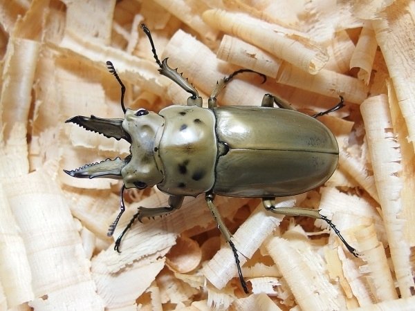 WD】モセリオウゴンオニクワガタの飼育記録【2014～2015】｜AKECHI