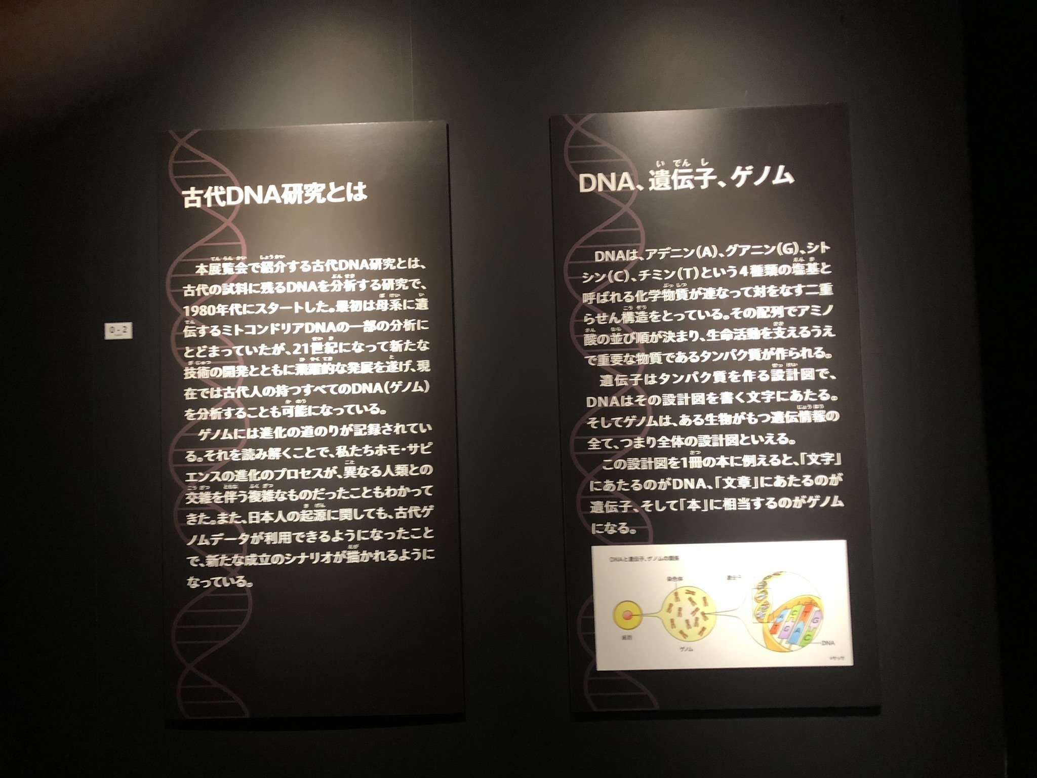 ルーツを探るツールはDNA｜紅紫