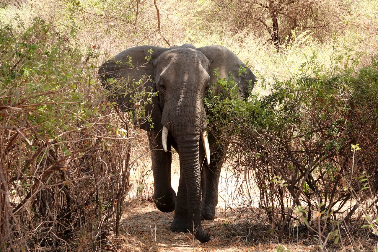 サバンナの情報屋｜武田ちょっこ＊まるまるサファリの本