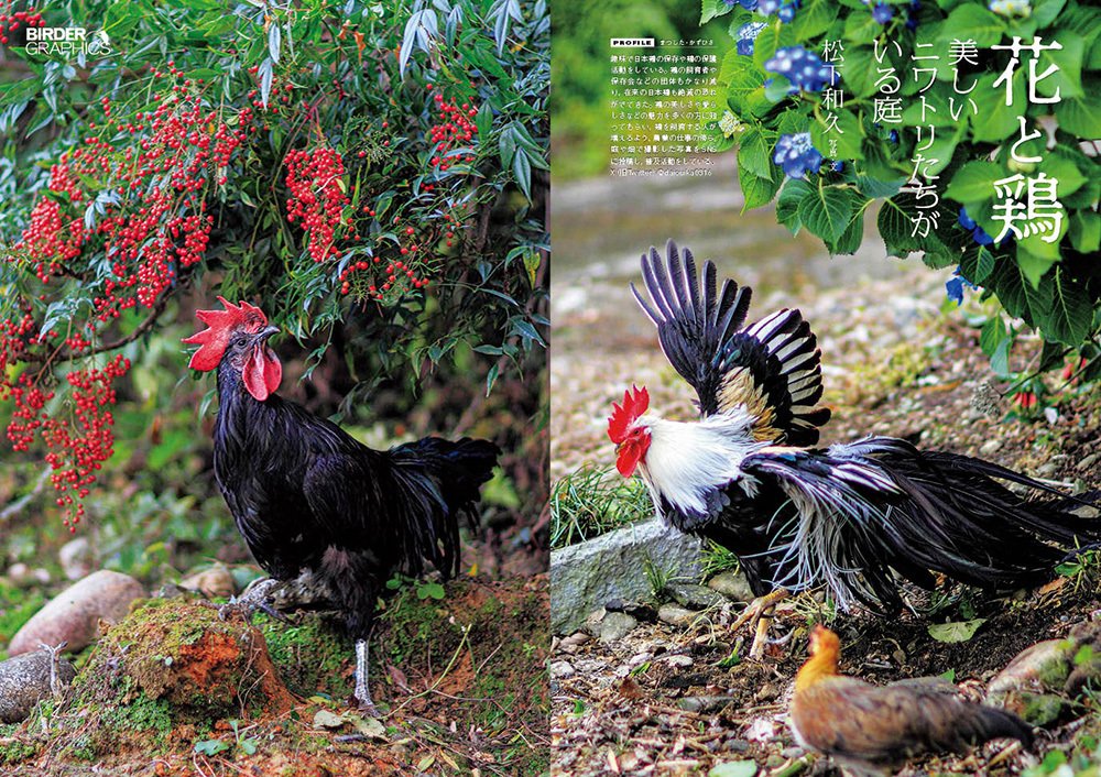 BIRDER8月号の見どころ｜ブンイチ（文一総合出版）