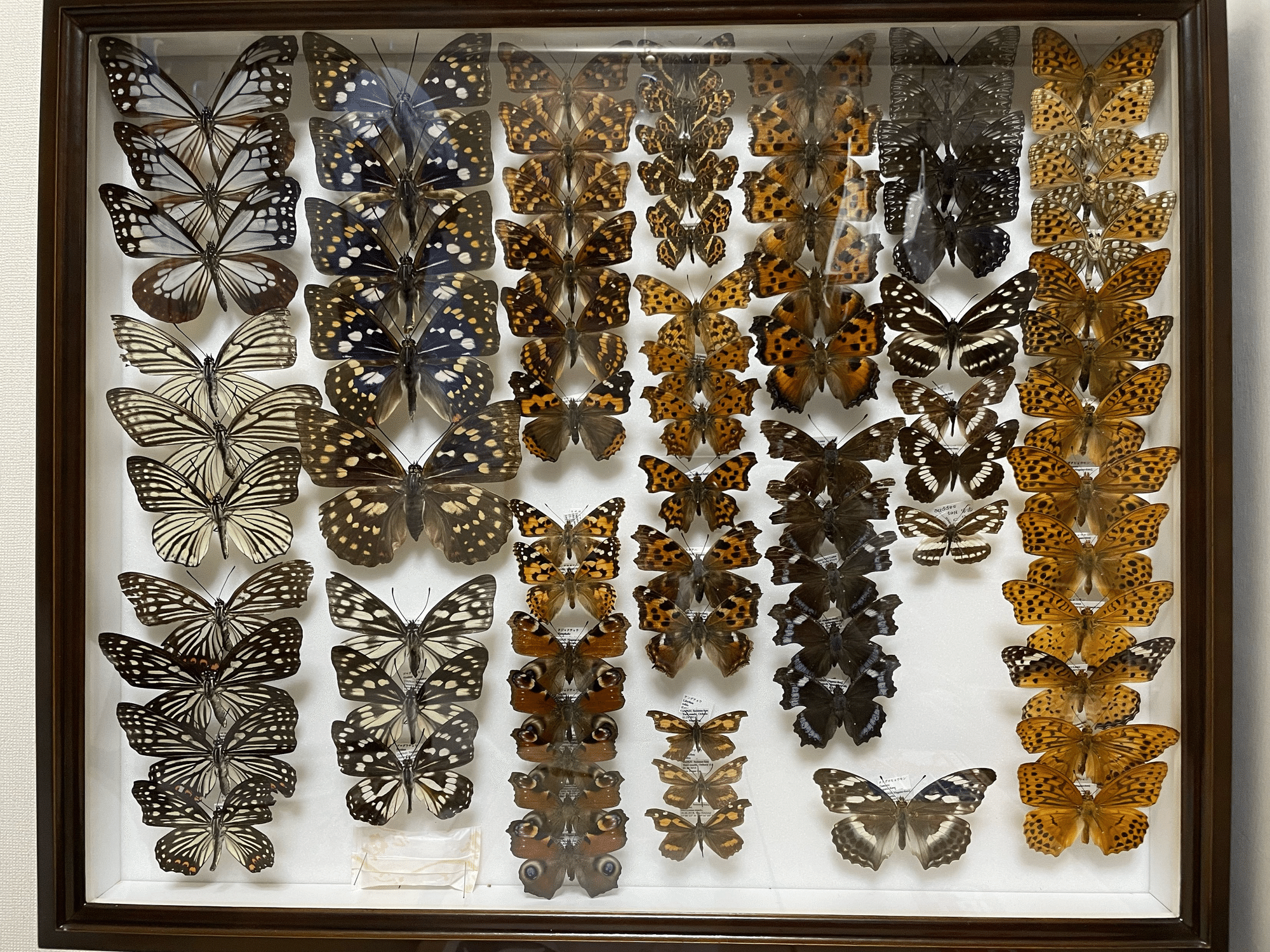 📺昭和のトリビア：『昆虫採集キット』！標本箱に詰めこんだ、ぼくらの