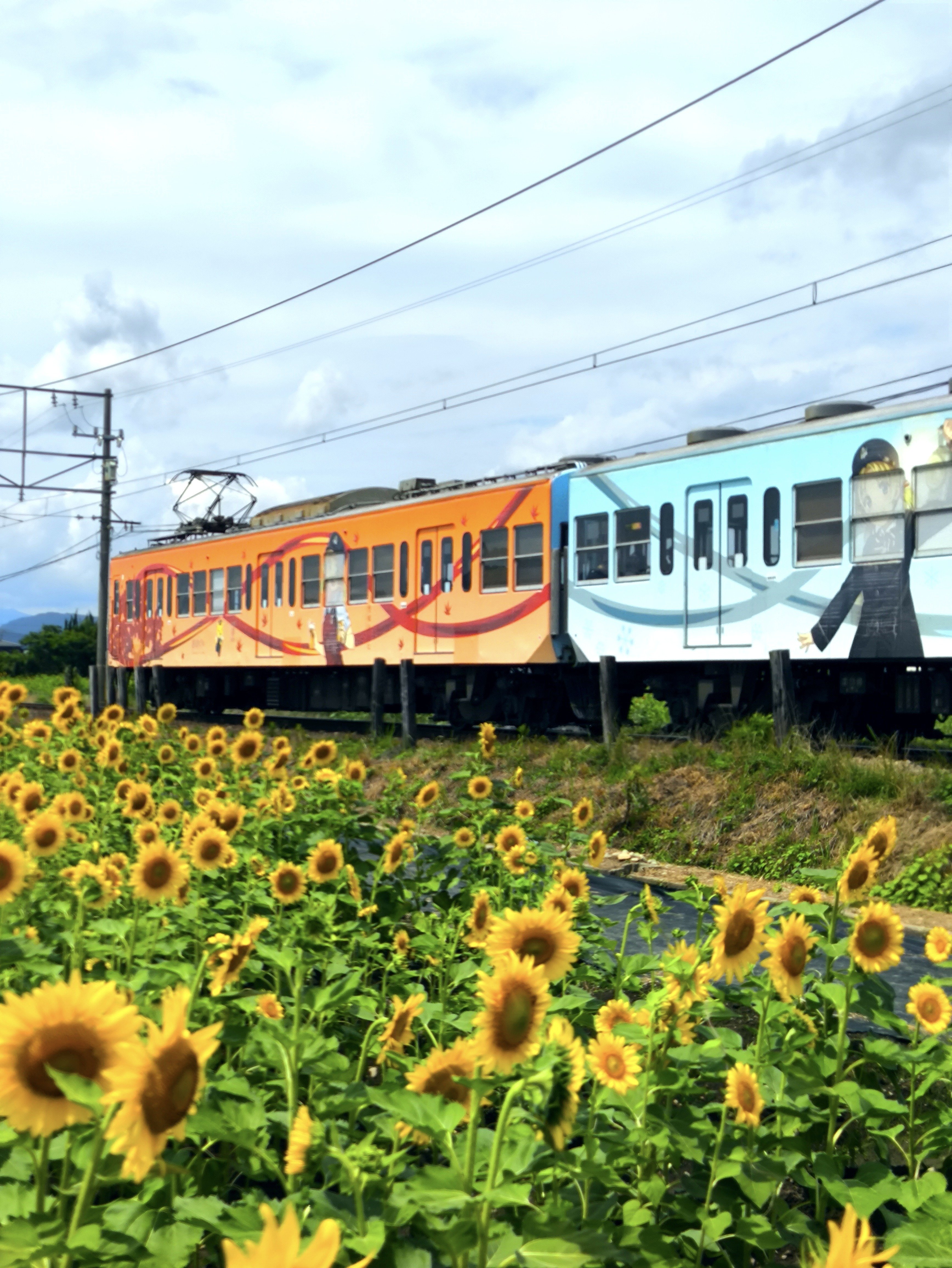 ひまわりと電車が織りなす夏の絶景スポット【山梶農園・東近江市】｜修
