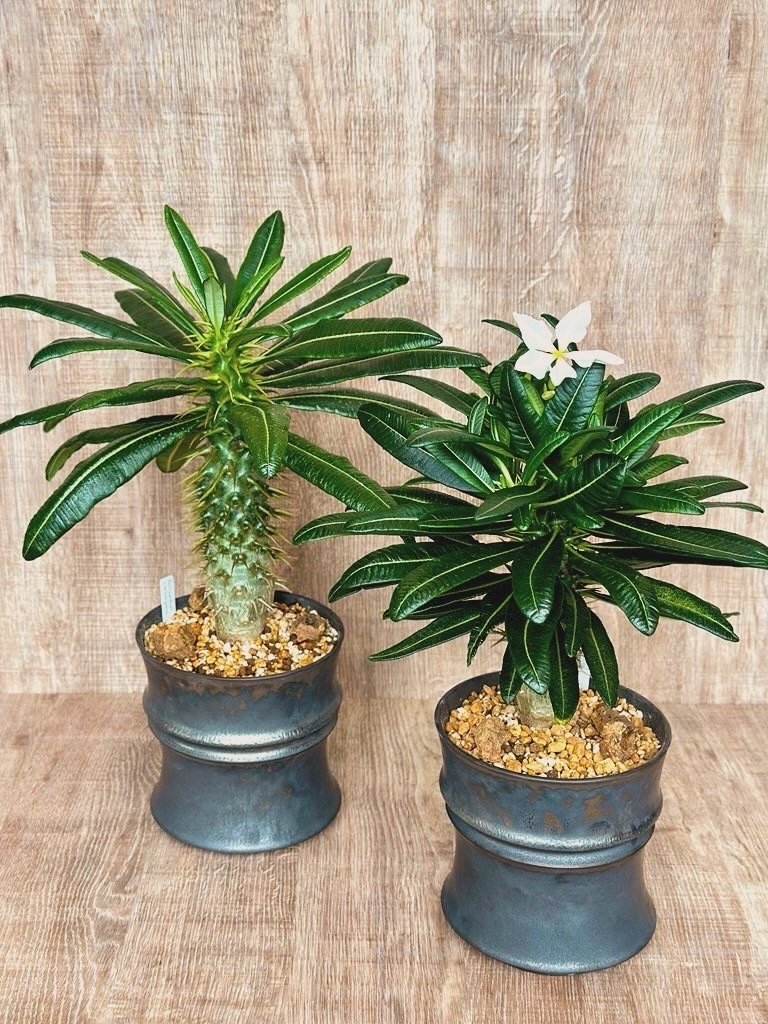 パキポディウム・アンボンゲンセの開花｜暇人