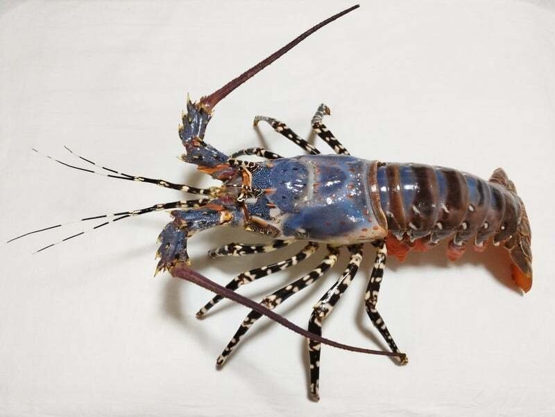 ニシキエビの剥製を作ってみた｜魚道部！/ 剥製師 力石眞弘 (ﾁｶﾗｲｼ ﾏｻﾋﾛ)