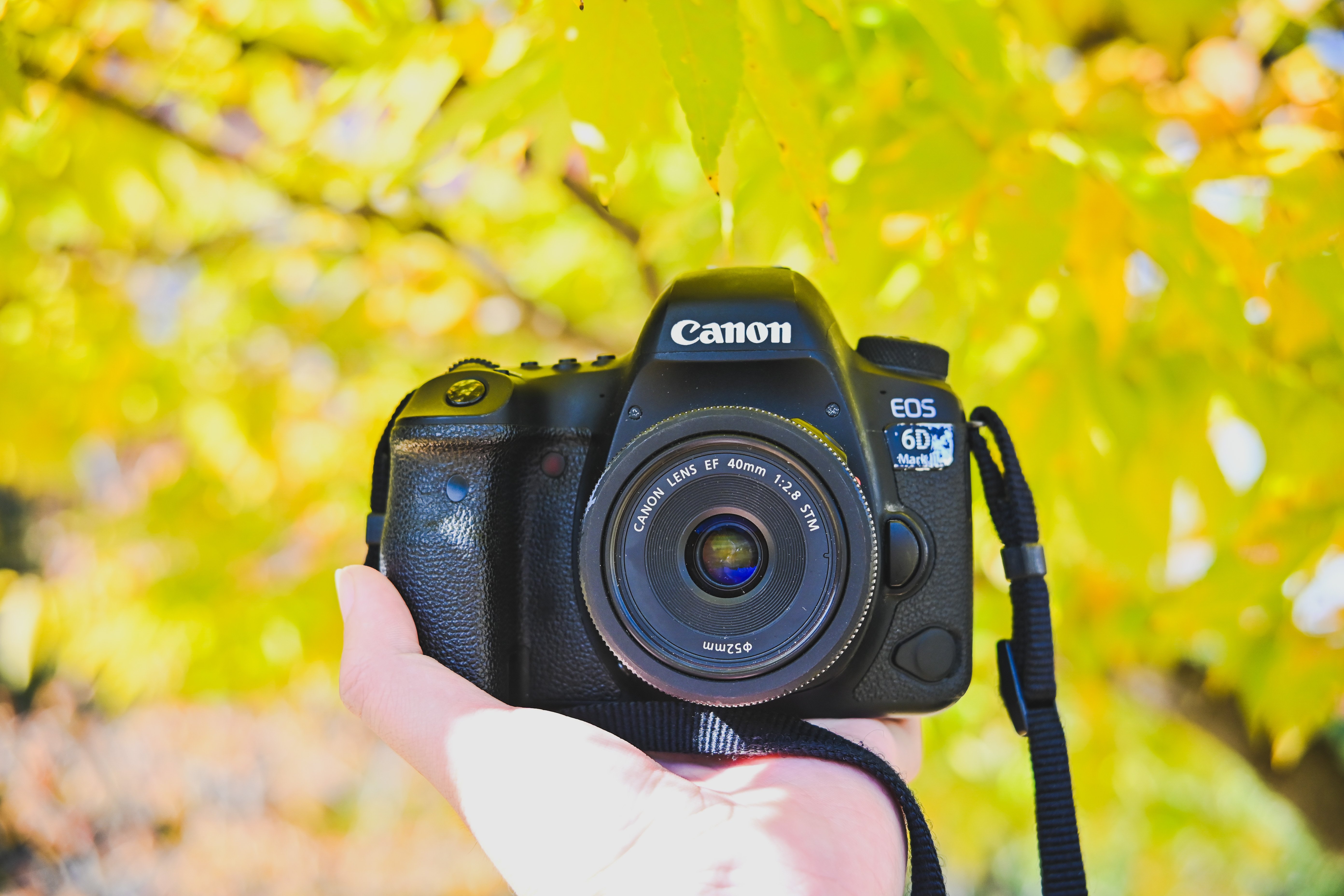 EOS 6D II】久々に一眼レフで撮ってきたよ｜もんぶらん