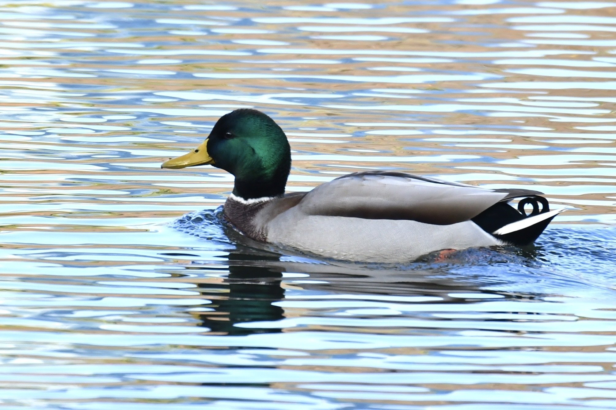 新宿御苑でヤマガラの可愛らしさを知る｜something blue