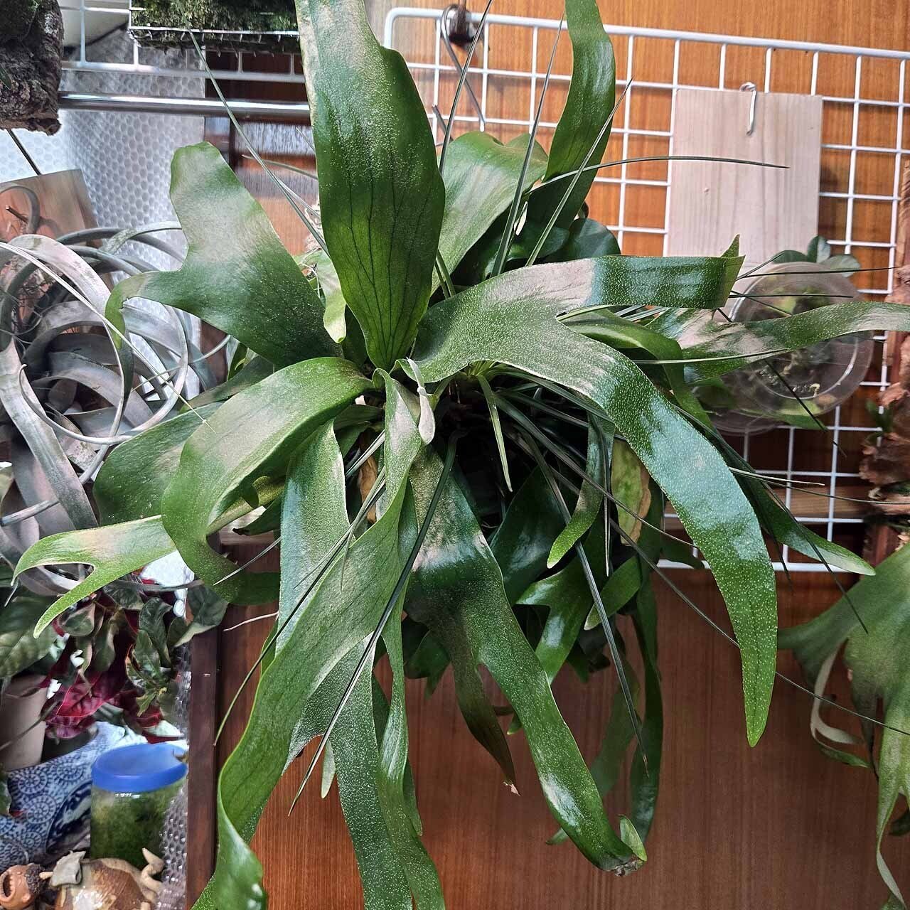 ビカクシダ・ビフルカツム 変異個体 “コモチ”｜ポチョムキン卿