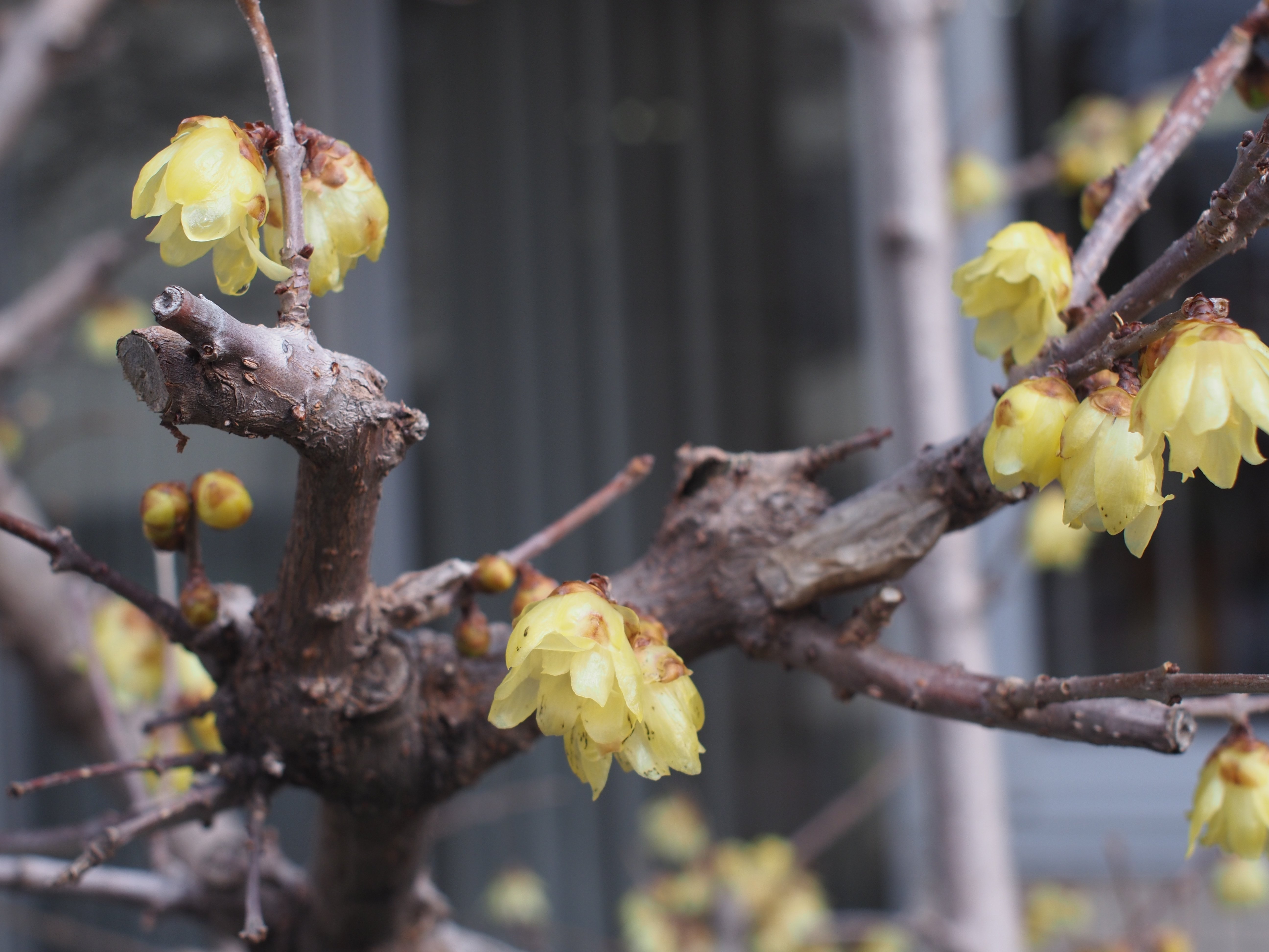 レンズ沼あれこれ：tamron BBAR MULTI C. 28mm F2.8｜ひっくすK