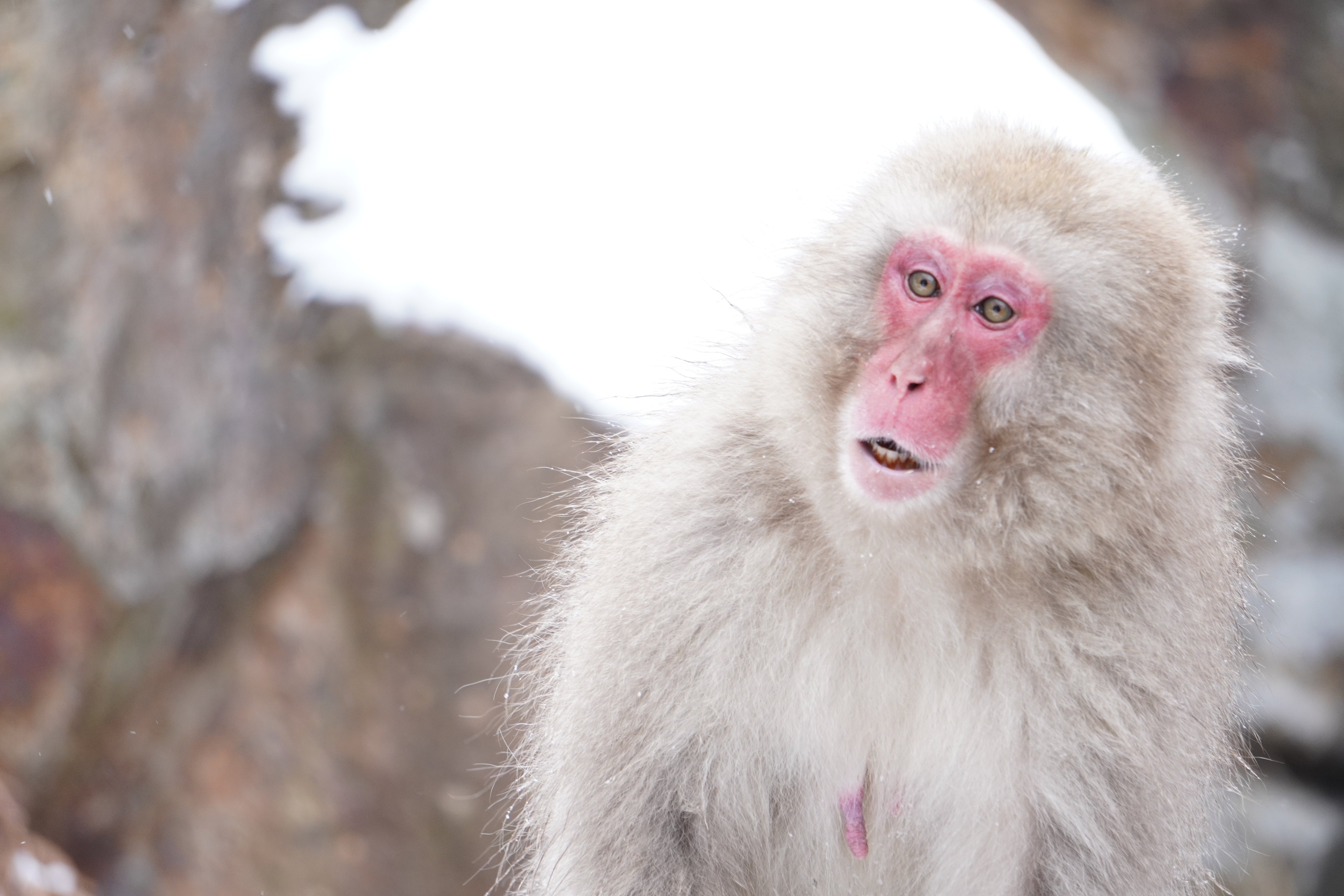 ZASO:199】長野県 #地獄谷野猿公苑｜ZASOちゃんねる