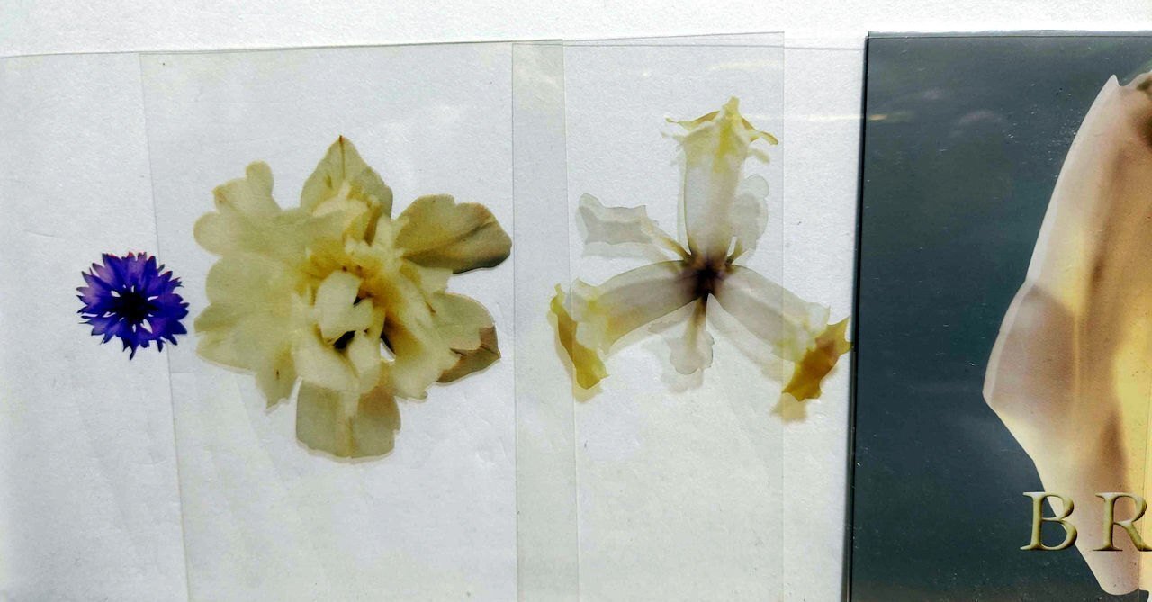 遊佐未森『at the show BREATH』の話｜bob3bob3