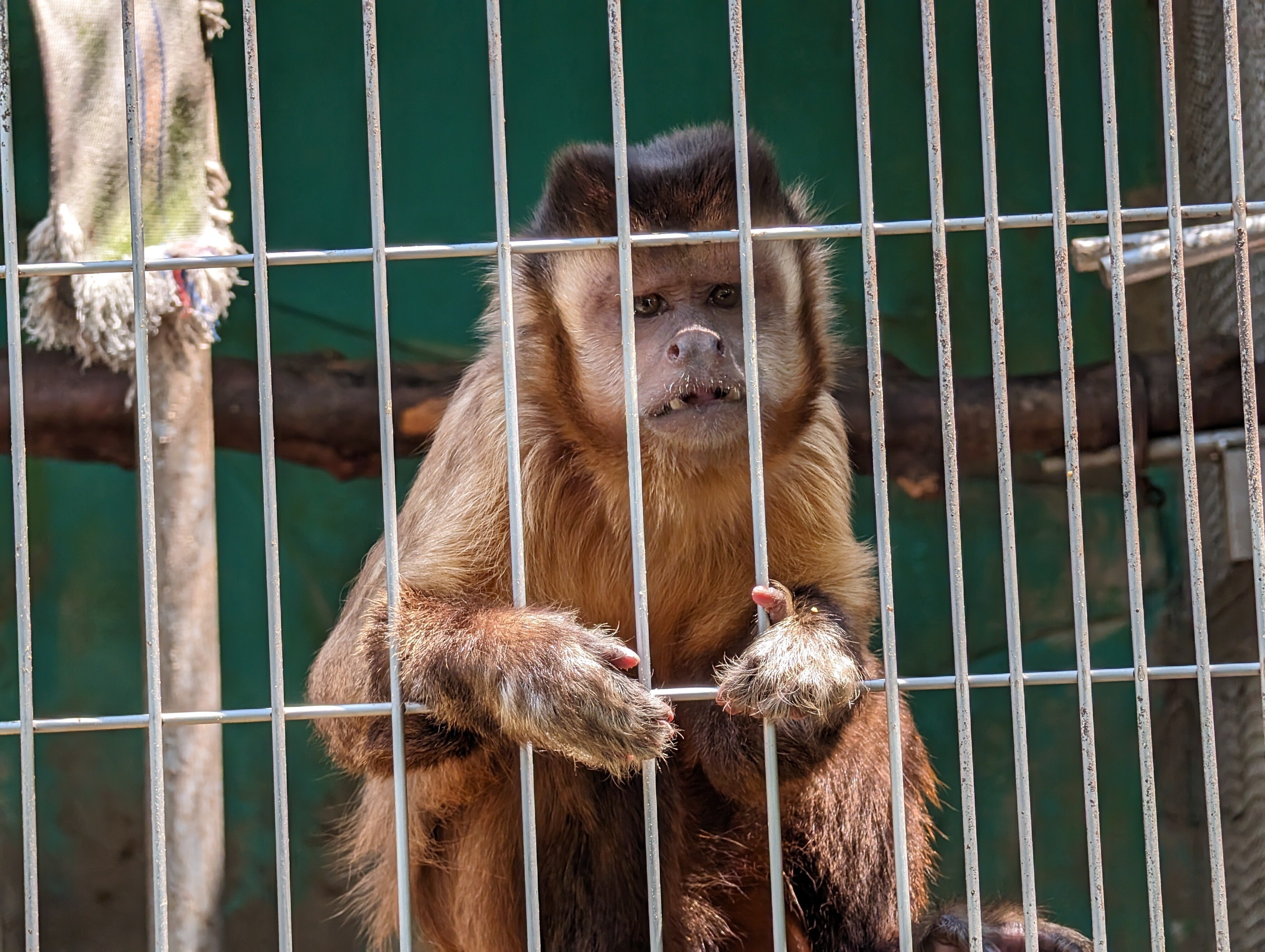 たくさん歩く(日本モンキーセンター2)#466｜やん（矢野達也）