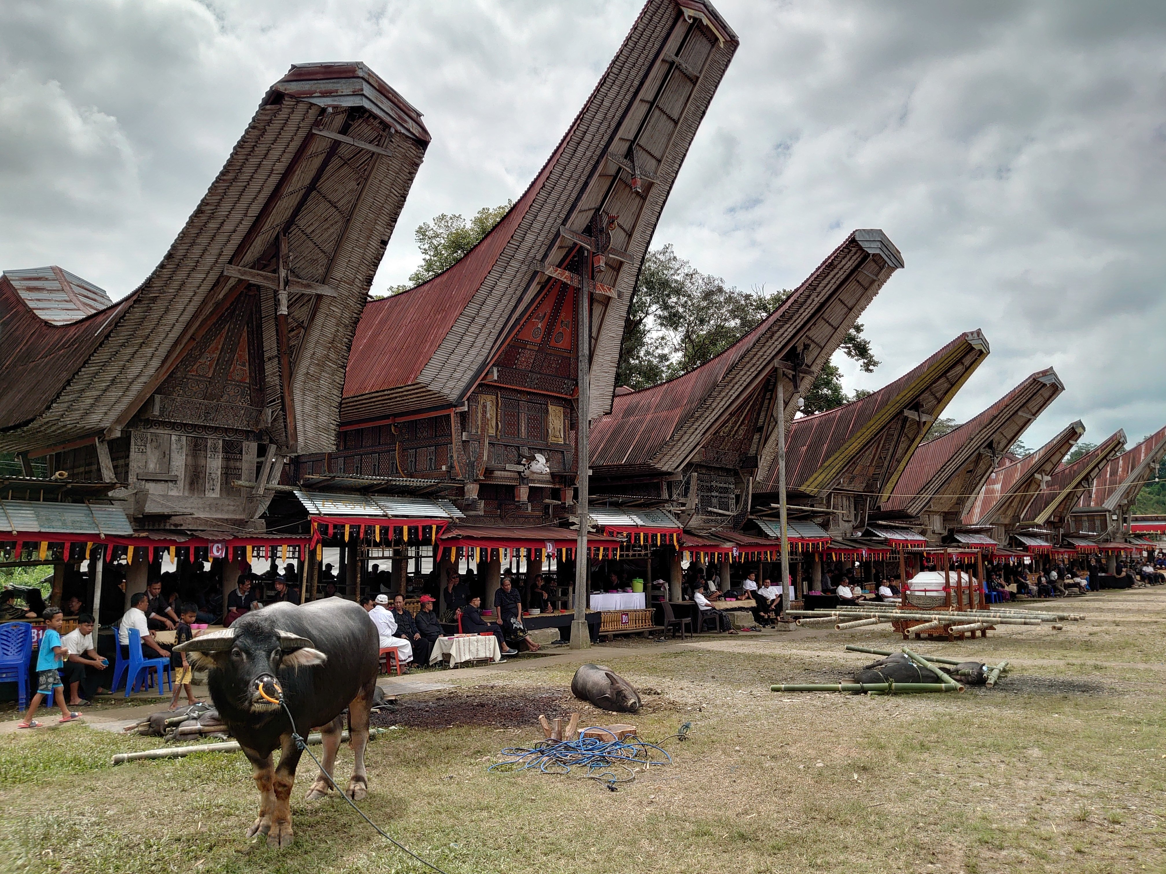 死ぬために生きる人々」トラジャ族の葬式に参列してみた【インドネシア
