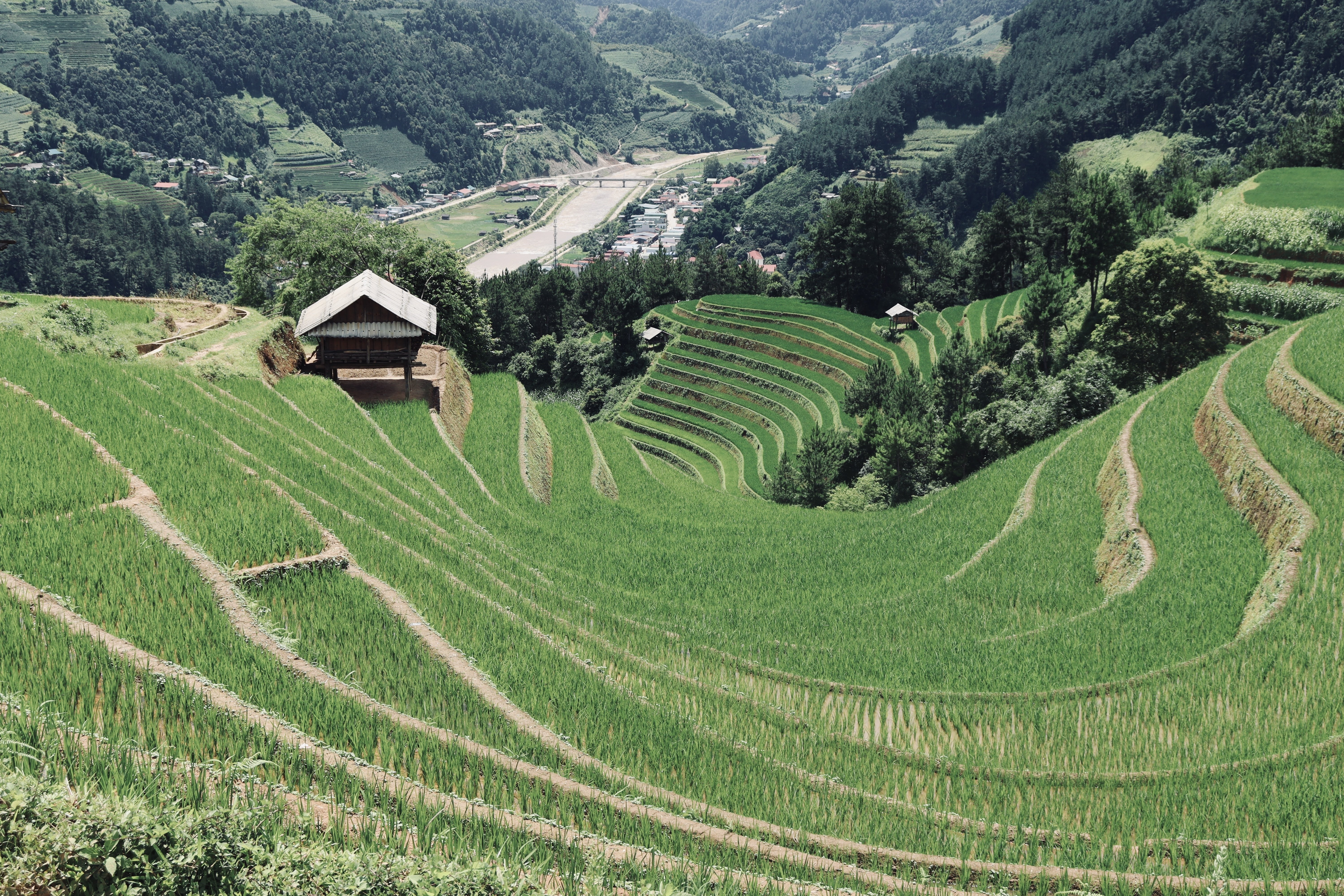 7月末の世界一美しいムーカンチャイの棚田です｜yuka / ベトナム田舎