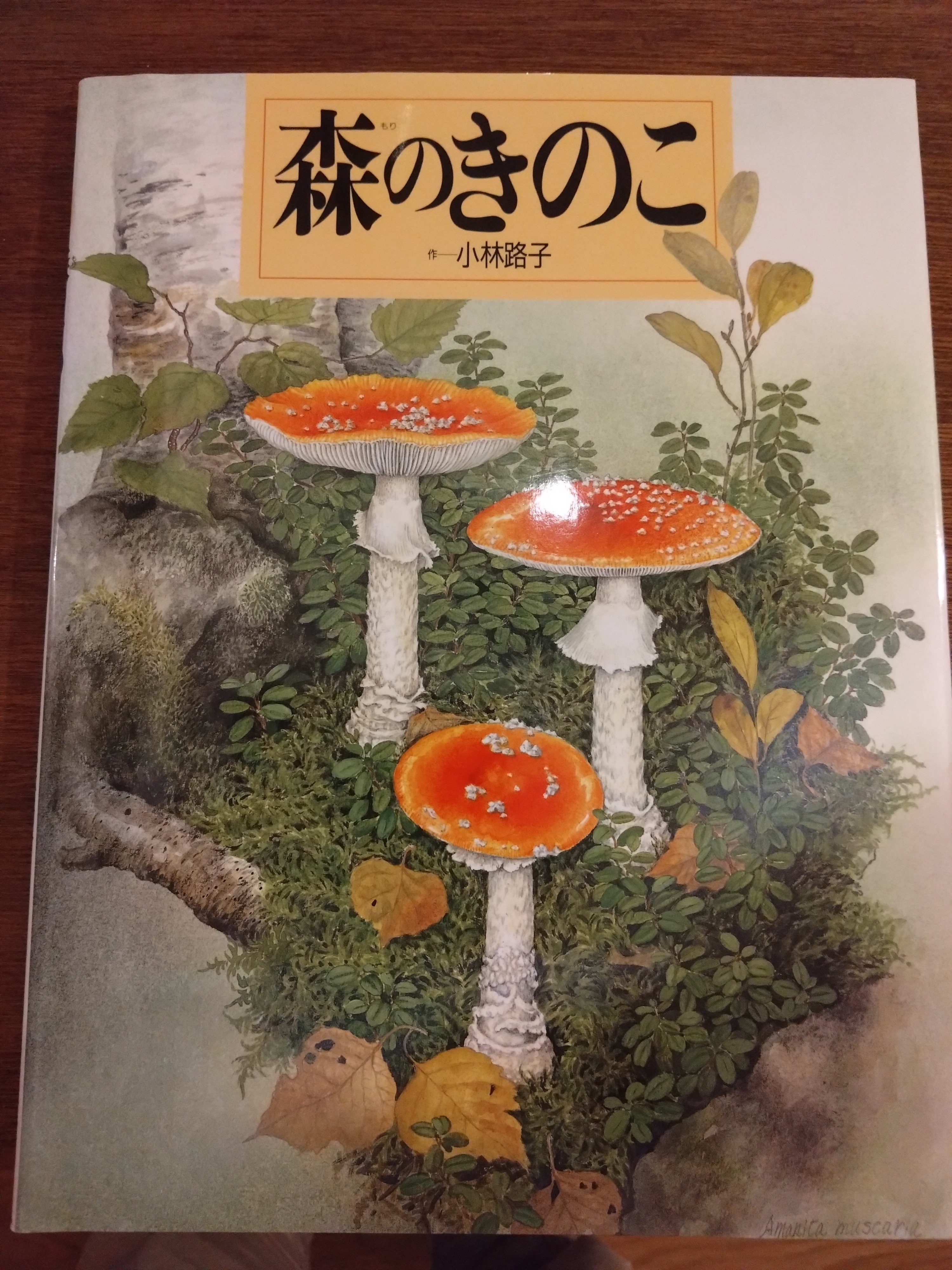 読書 「森のきのこ」小林路子 著 岩崎書店 不思議を知るきっかけ｜こう