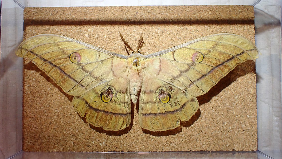 ヤママユ｜Hinata