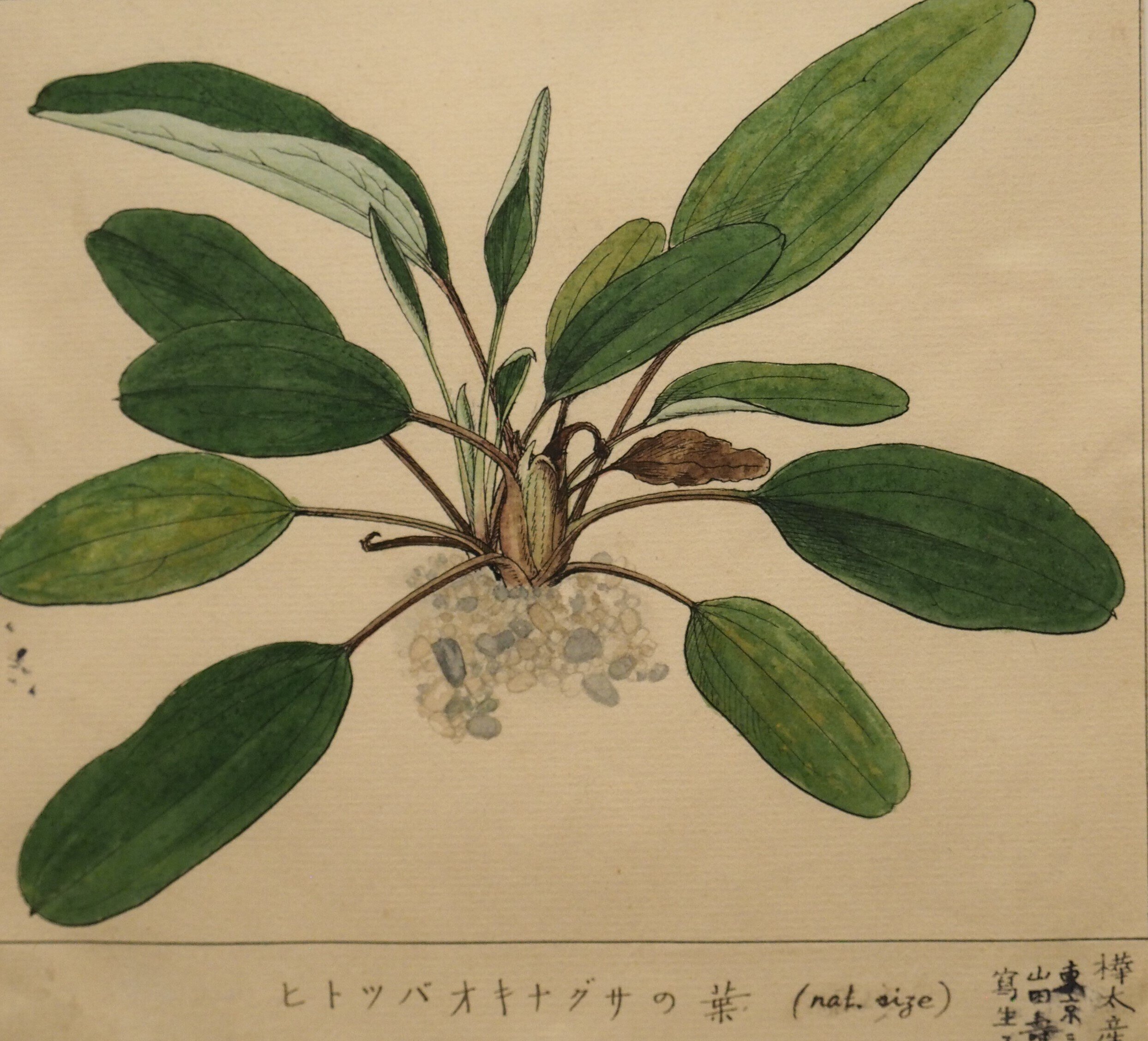 牧野富太郎を支えた幻の画家 山田壽雄の植物図を見た ｜中山道雄