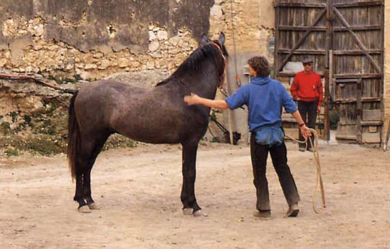 クラウス・フェルディナンド・ヘンプフリンク著「馬と踊ろう」”Dancing