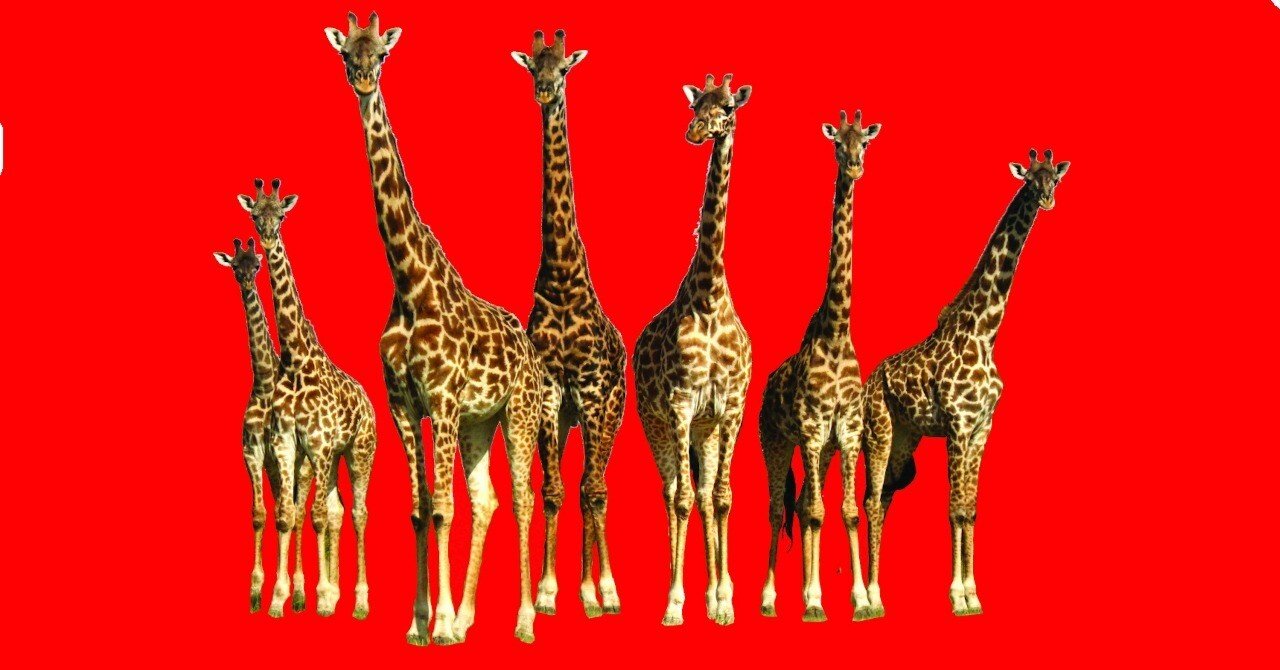 まるまるサファリの本』の取材裏ばなし｜武田ちょっこ＊まるまる