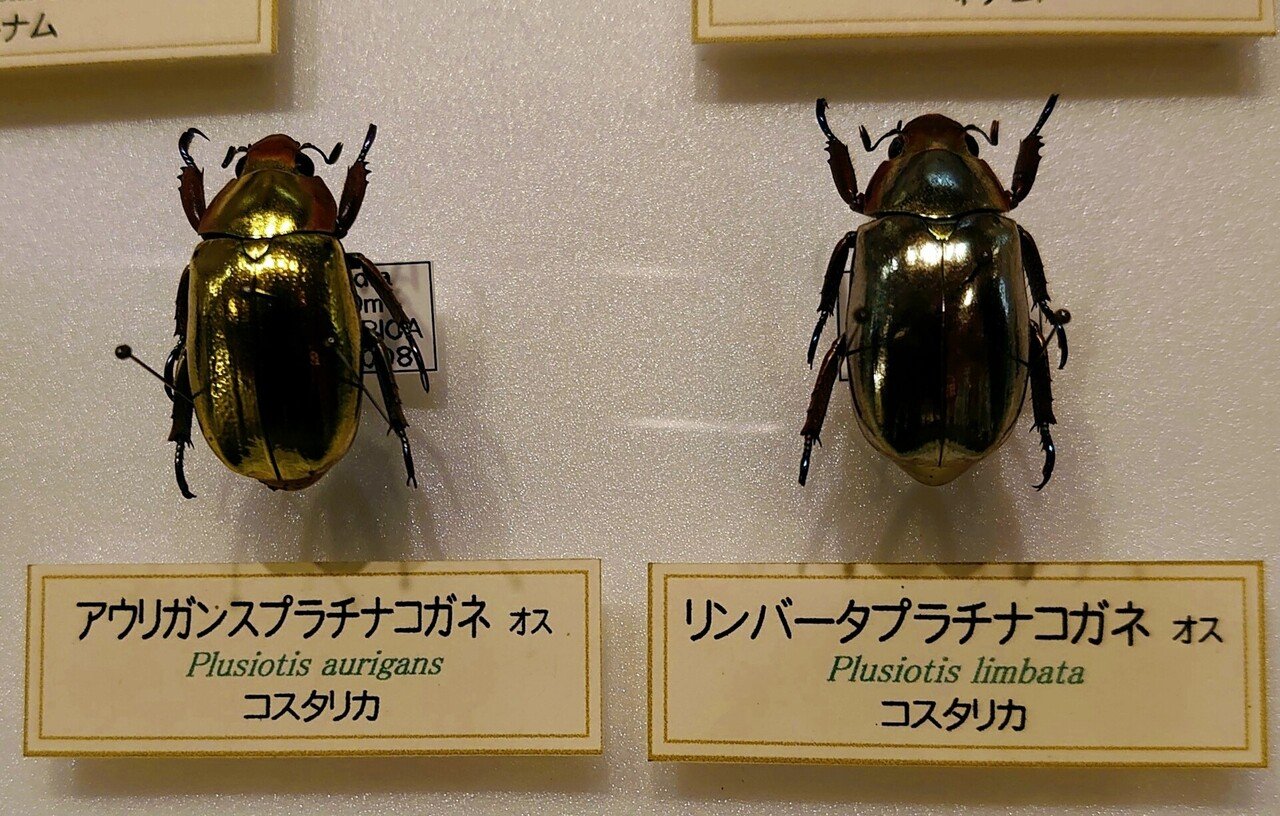 プラチナコガネ｜紺 をのへ