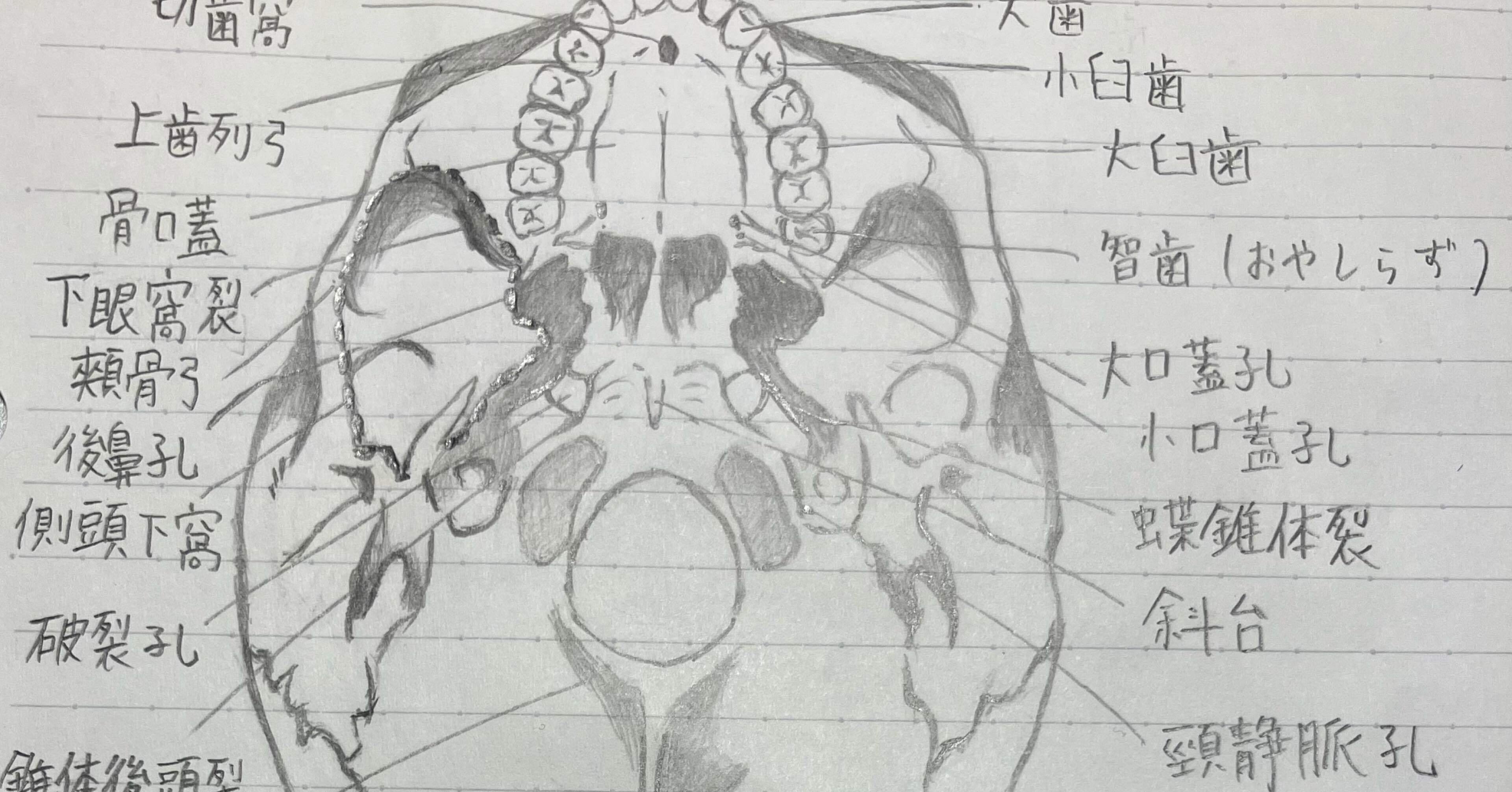 解剖学イラスト(外頭蓋底)｜ちかちかまる