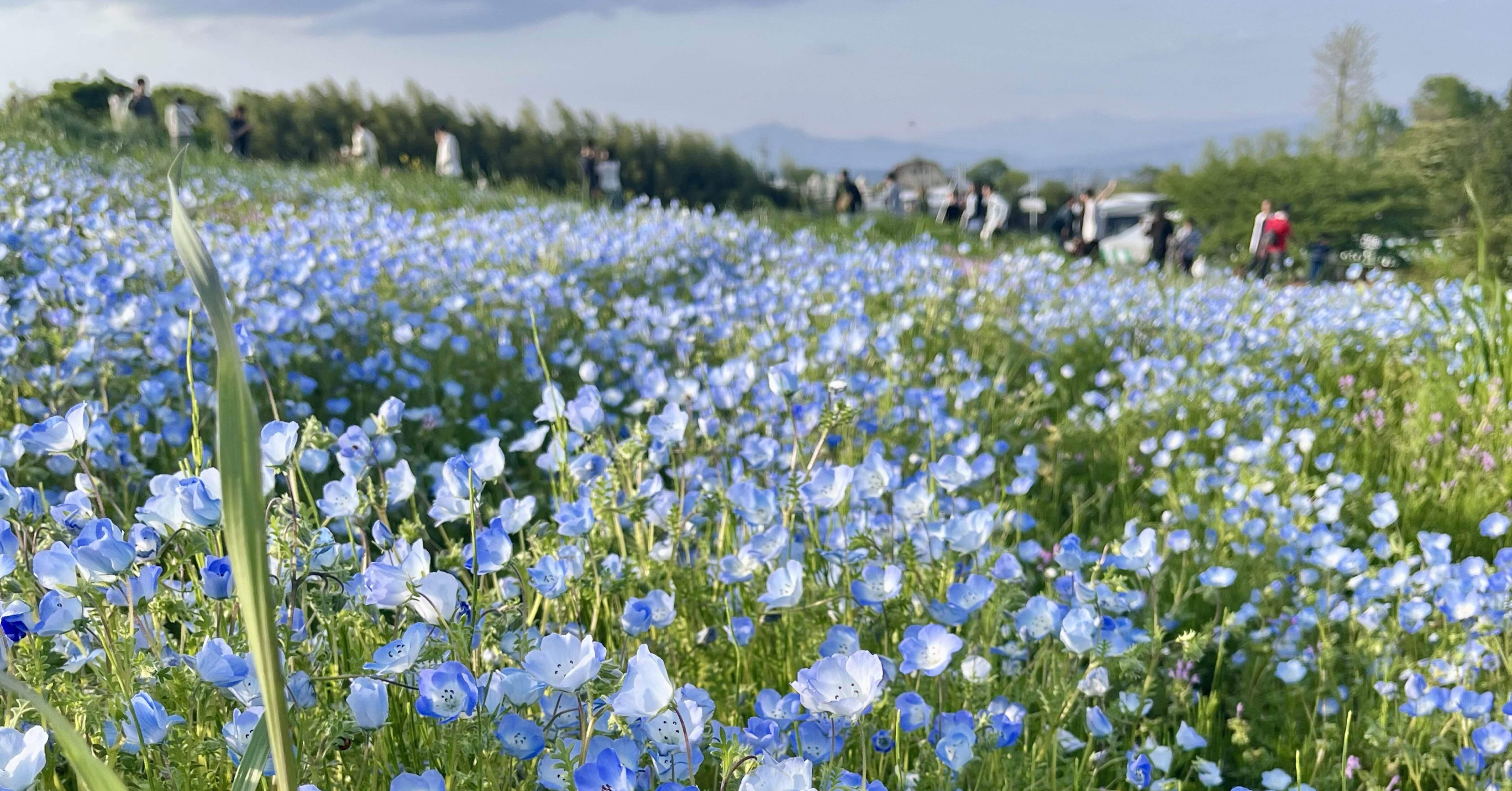 浅間隠山から鼻高展望花の丘〜高崎の休日｜serico