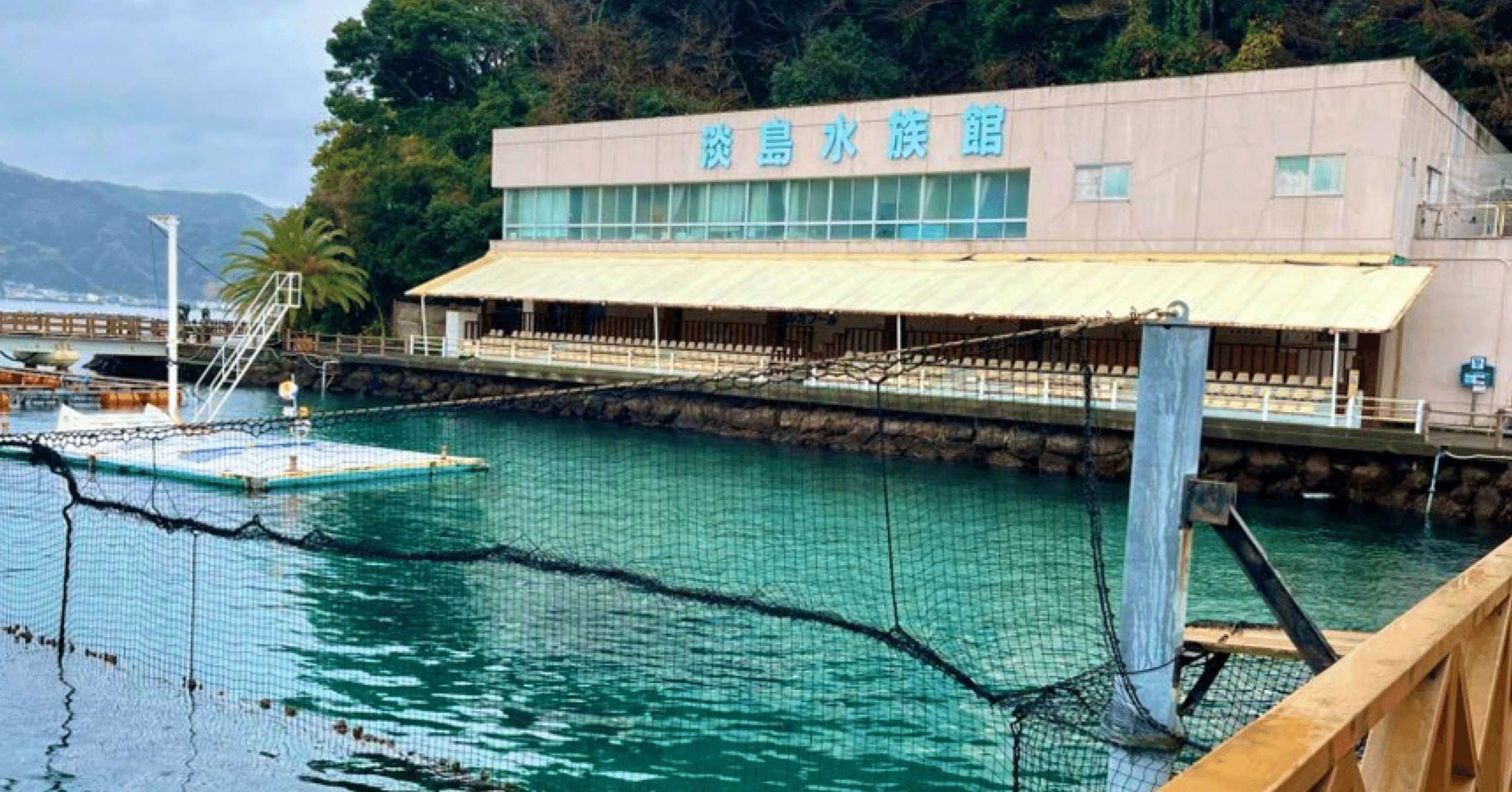 2024年水族館レポート#5ありがとう！あわしまマリンパークPart1｜さめ