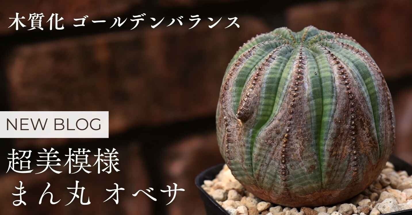 932a694c1dfacd0878f5a12a6a733d