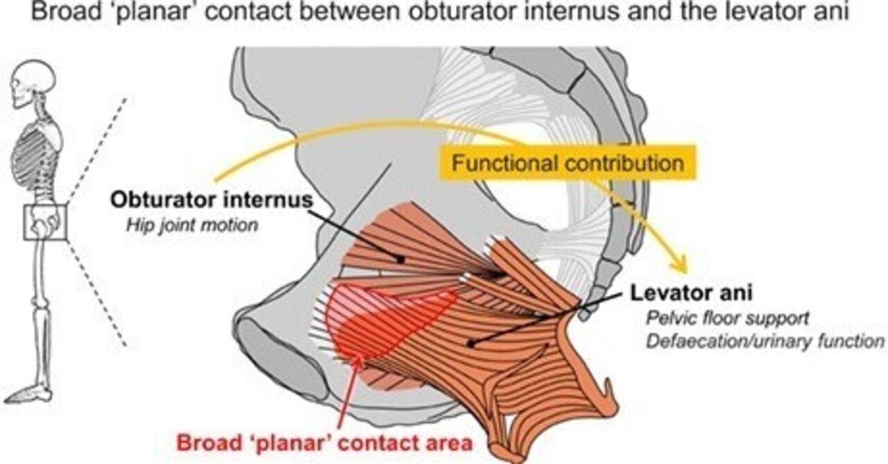 骨盤底機能とその障害｜西村 公典