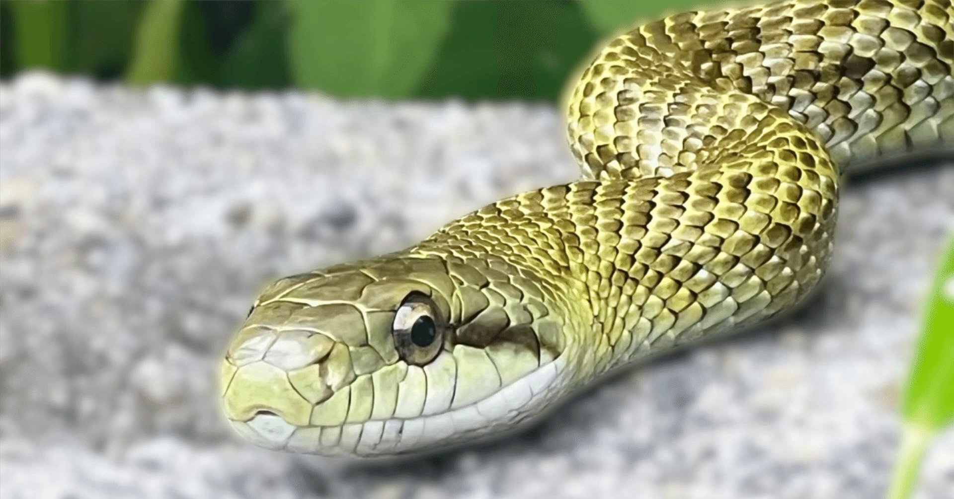 The Lost Universe 古代の巨大ヘビ①ヘビの始まり｜美原さつき