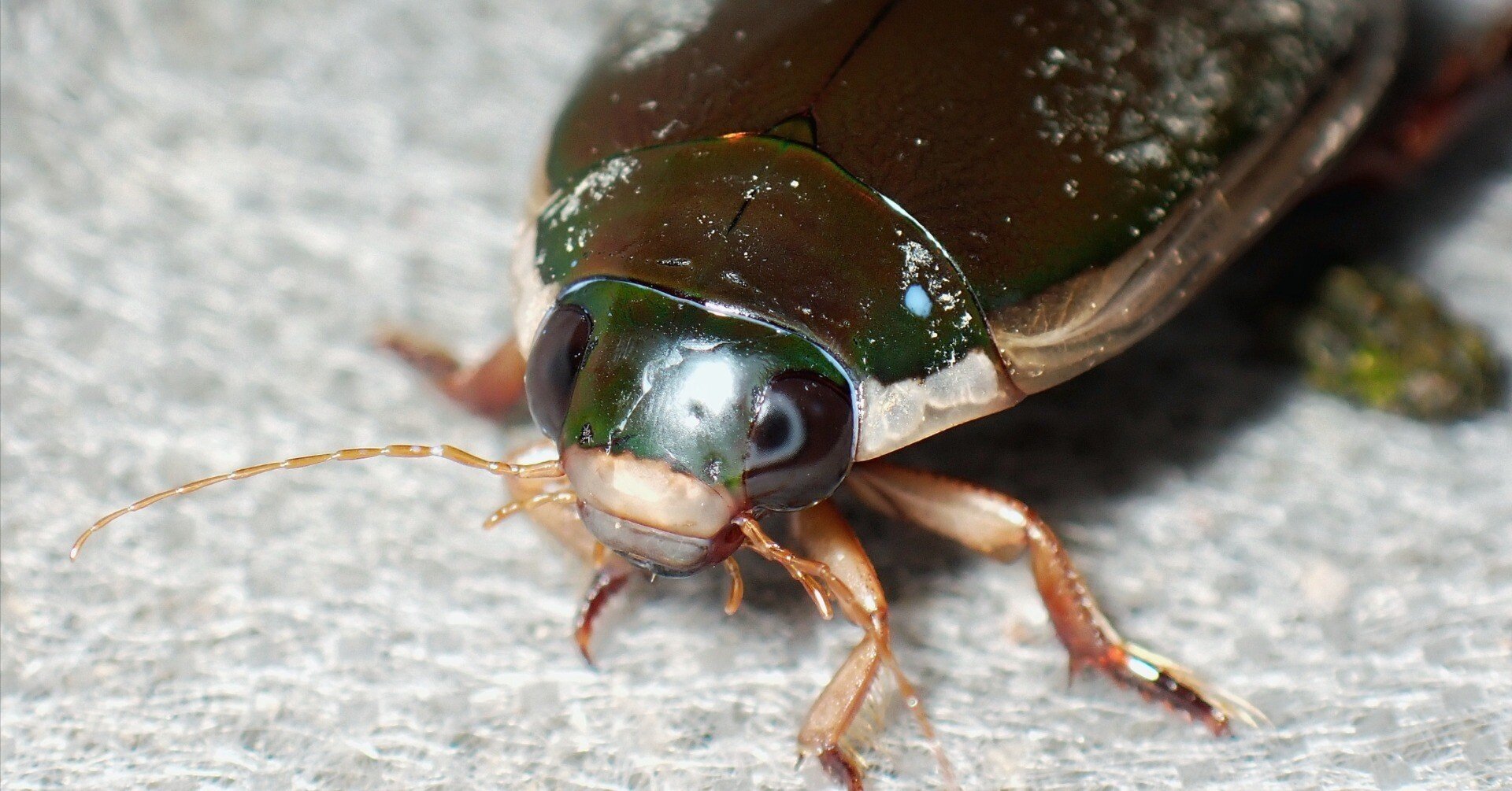 スカベンジャー】 コガタノゲンゴロウについて 〈水生昆虫〉｜アリさんニキ