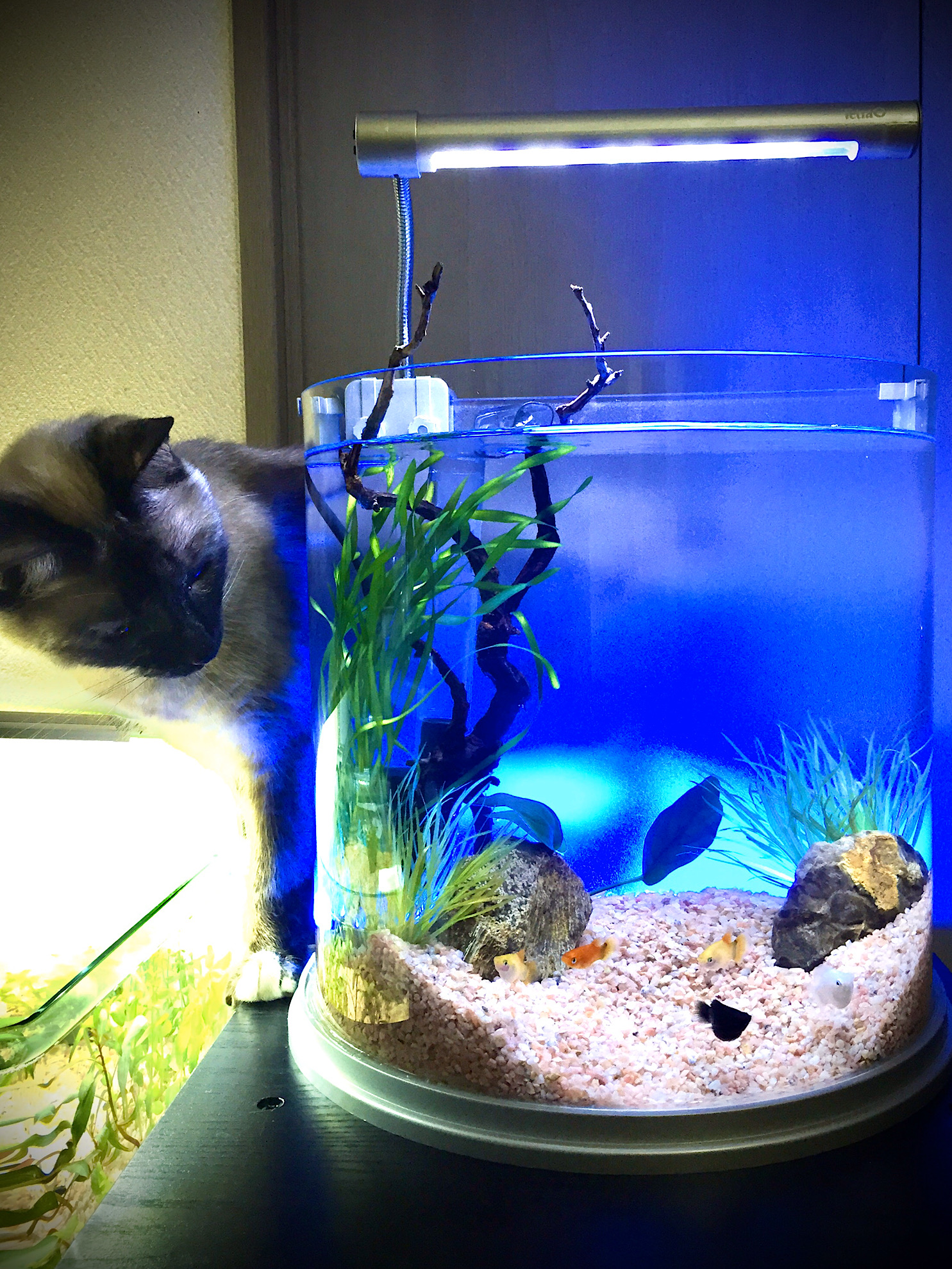 ミュークも大好きアクアリウム - 東城幸恵オフィシャルブログ | Aqua Pearl