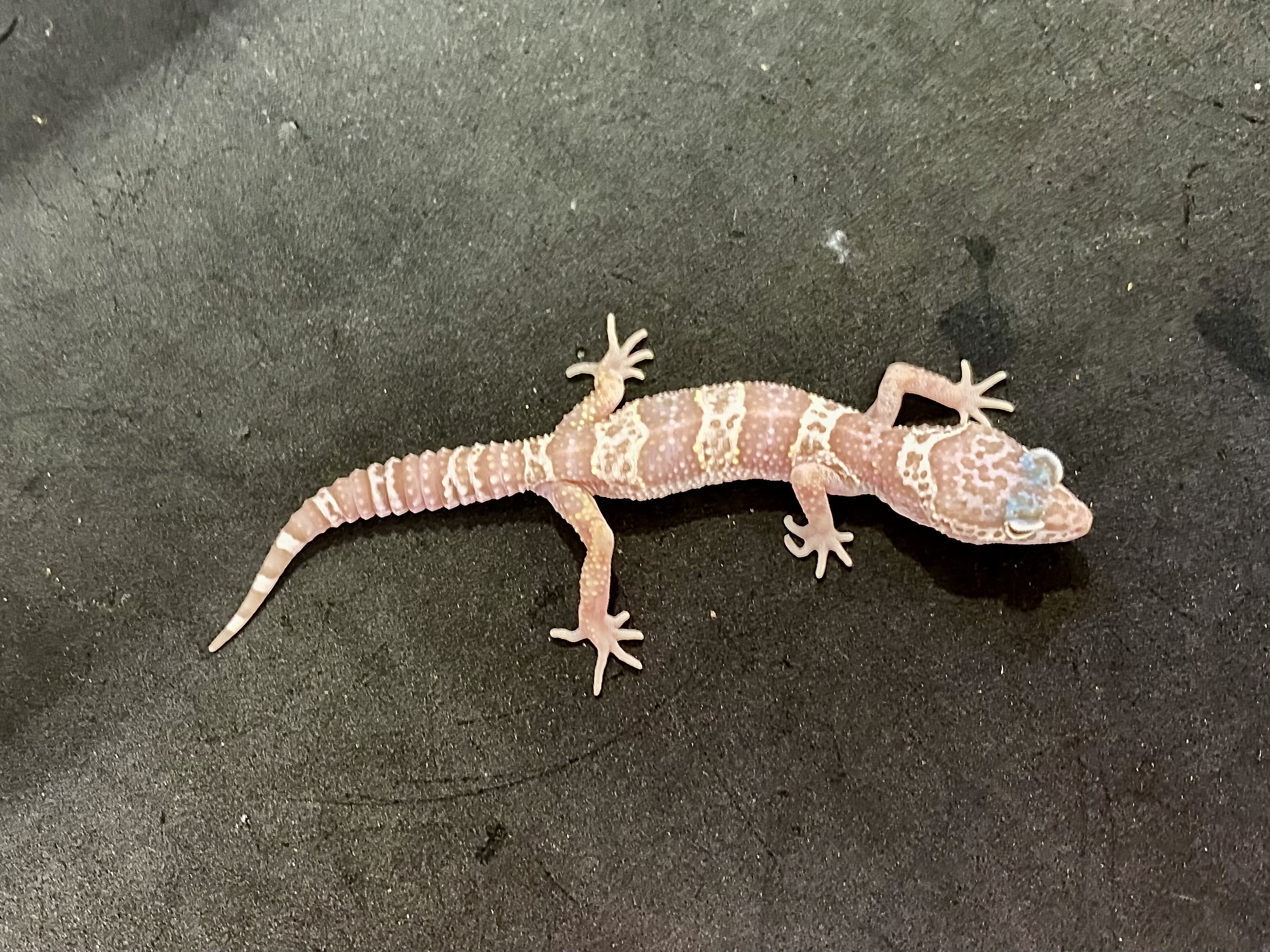 ヒョウモントカゲモドキ | 横浜爬虫類専門店アクアマイティー