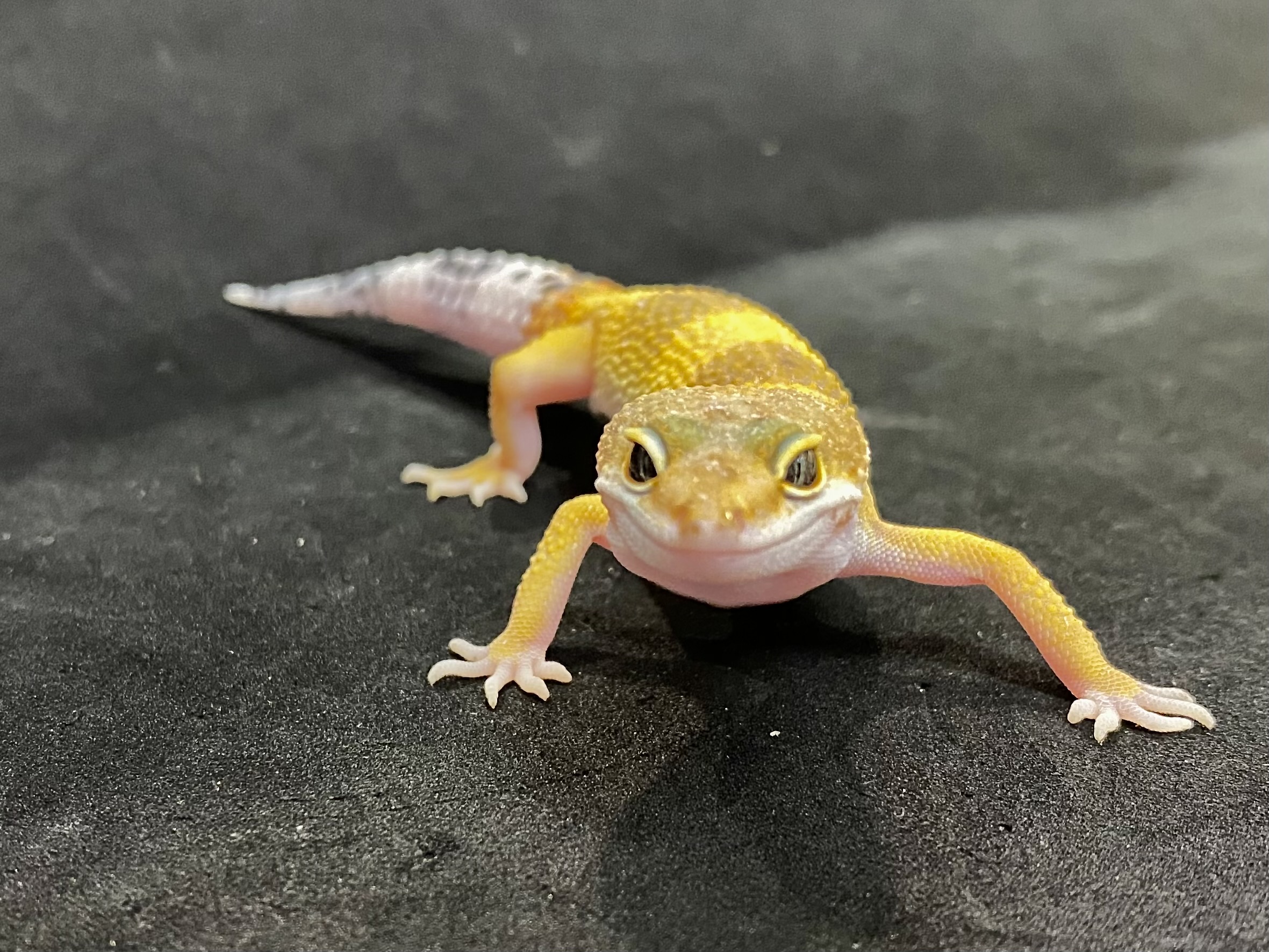 ヒョウモントカゲモドキ | 横浜爬虫類専門店アクアマイティー