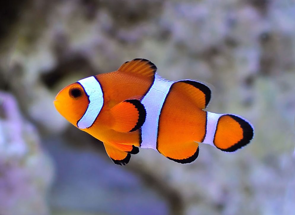 カクレクマノミ | AquaNote（アクアノート）