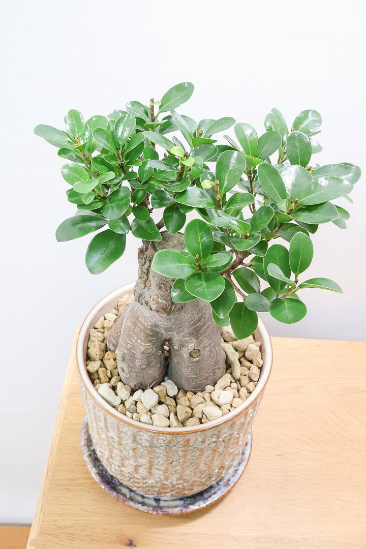 ガジュマルIV61212| 観葉植物の通信販売 | APEGO(アペーゴ)